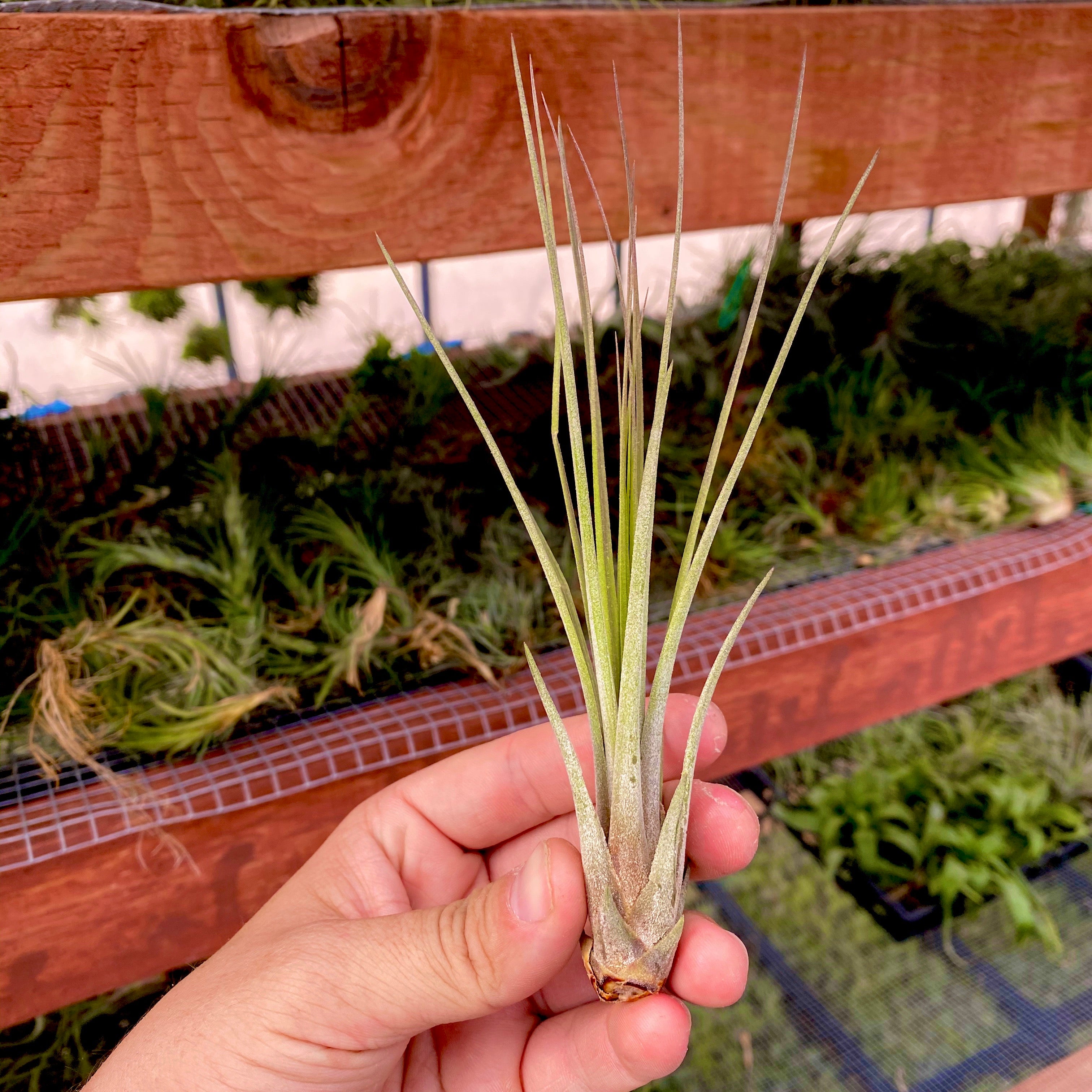 Tillandsia Juncea Air Plant Tall Wispy Vase Houseplant