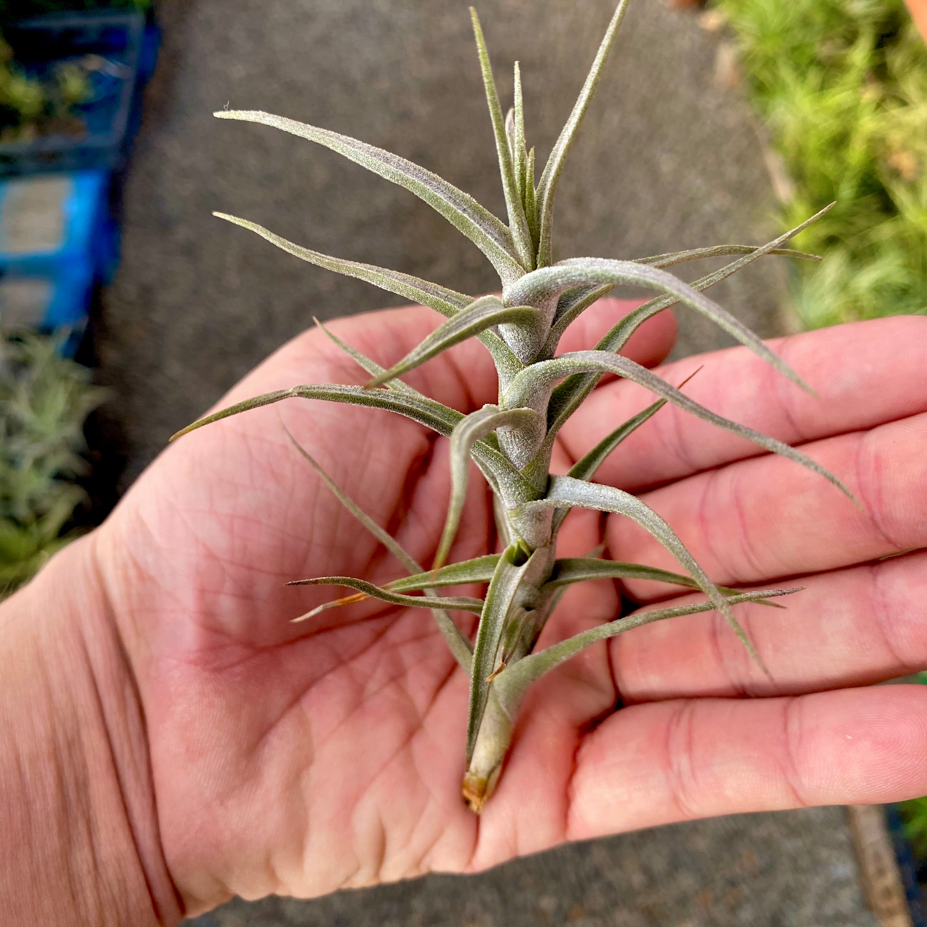 TIllandsia diaguitensis beginner friendly air plant drought tolerant