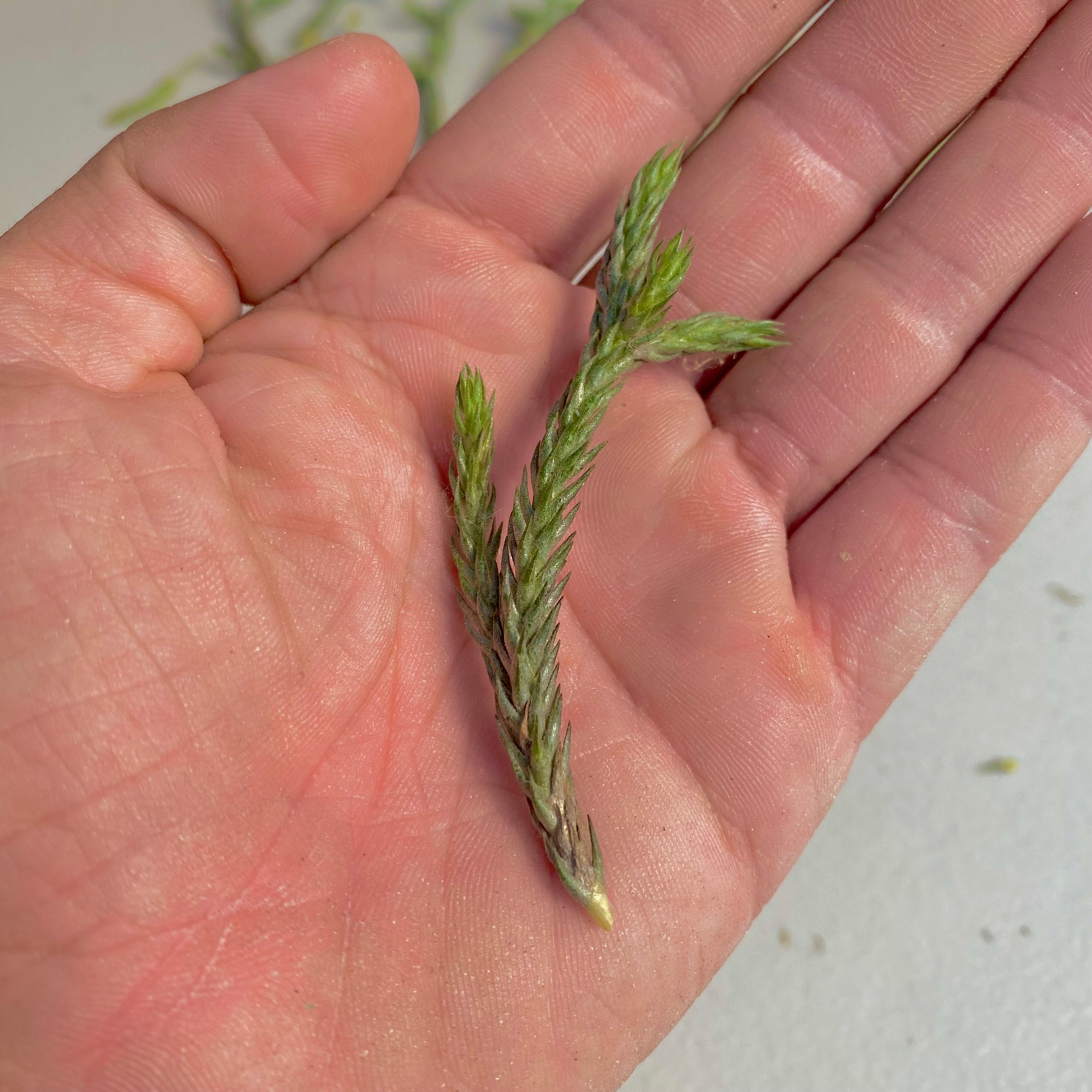 Tillandsia bryoides air plant miniature small houseplant in hand