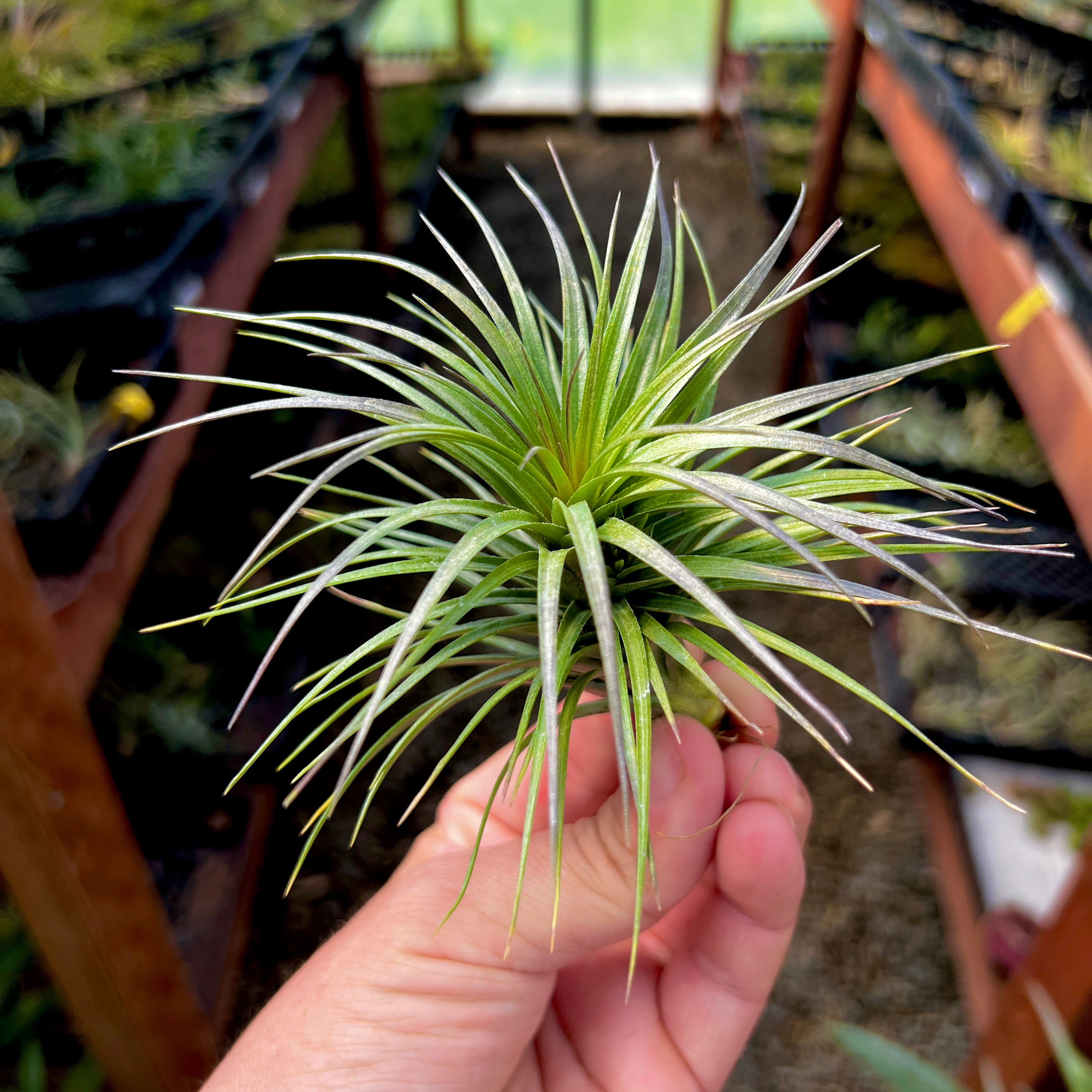 tenuifolia bush air plant tillandsia holder cholla grapewood plant