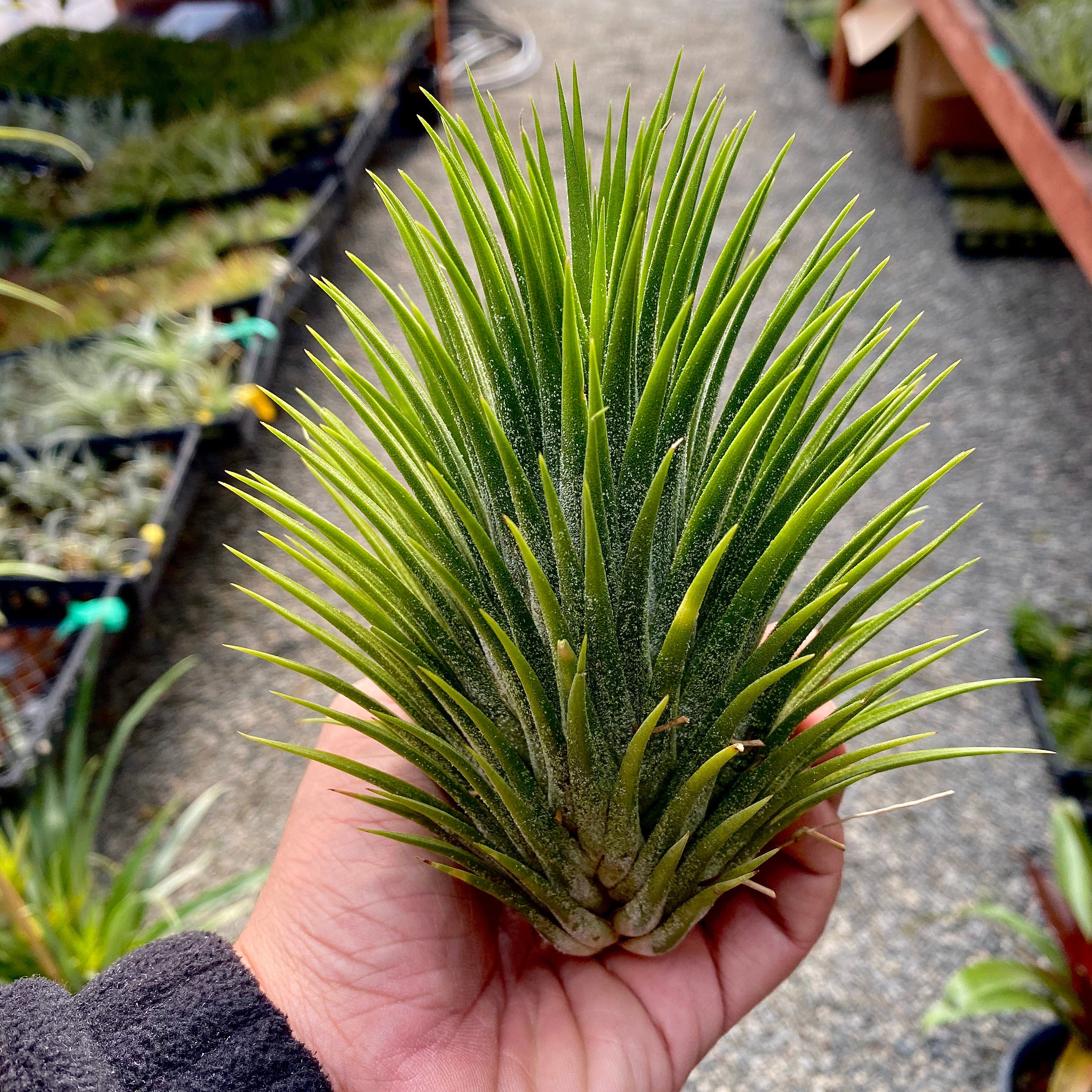 Tillandsia Ionantha Hand Grenade Air Plant Rare