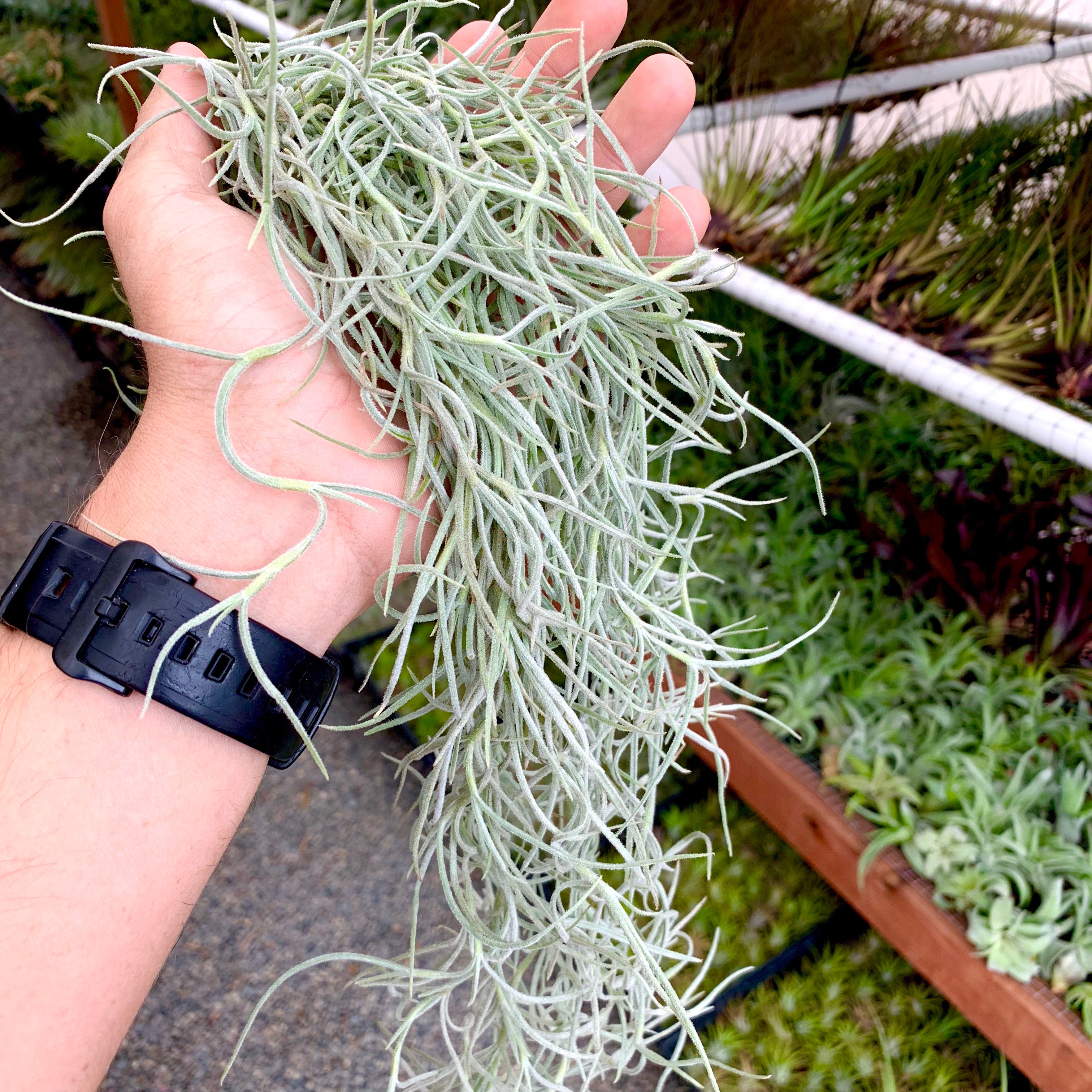 Thick Form Spanish Moss (White) - Air Plant Hub 