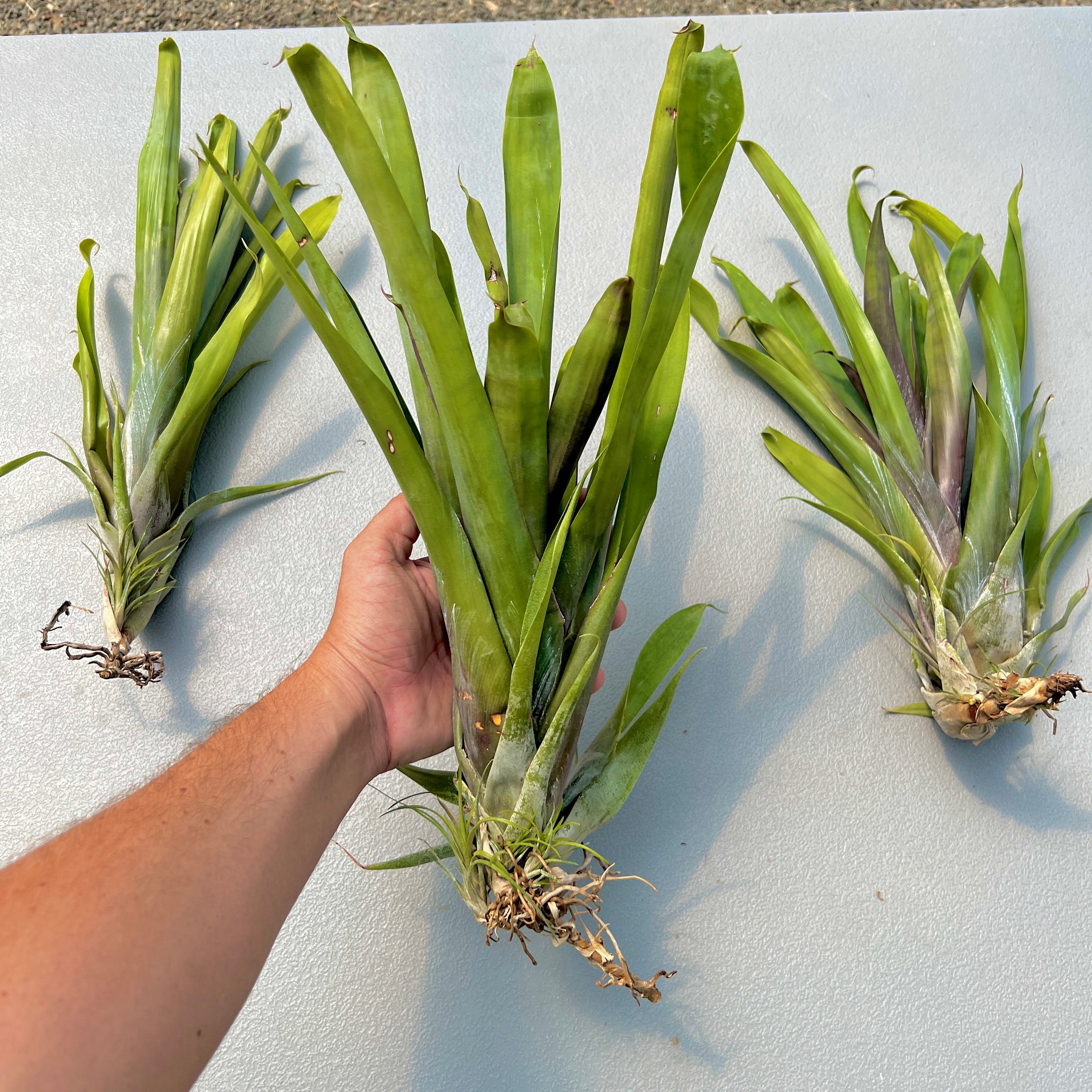 Tillandsia Krukoffiana Extra Large Air plant Rare big plant 