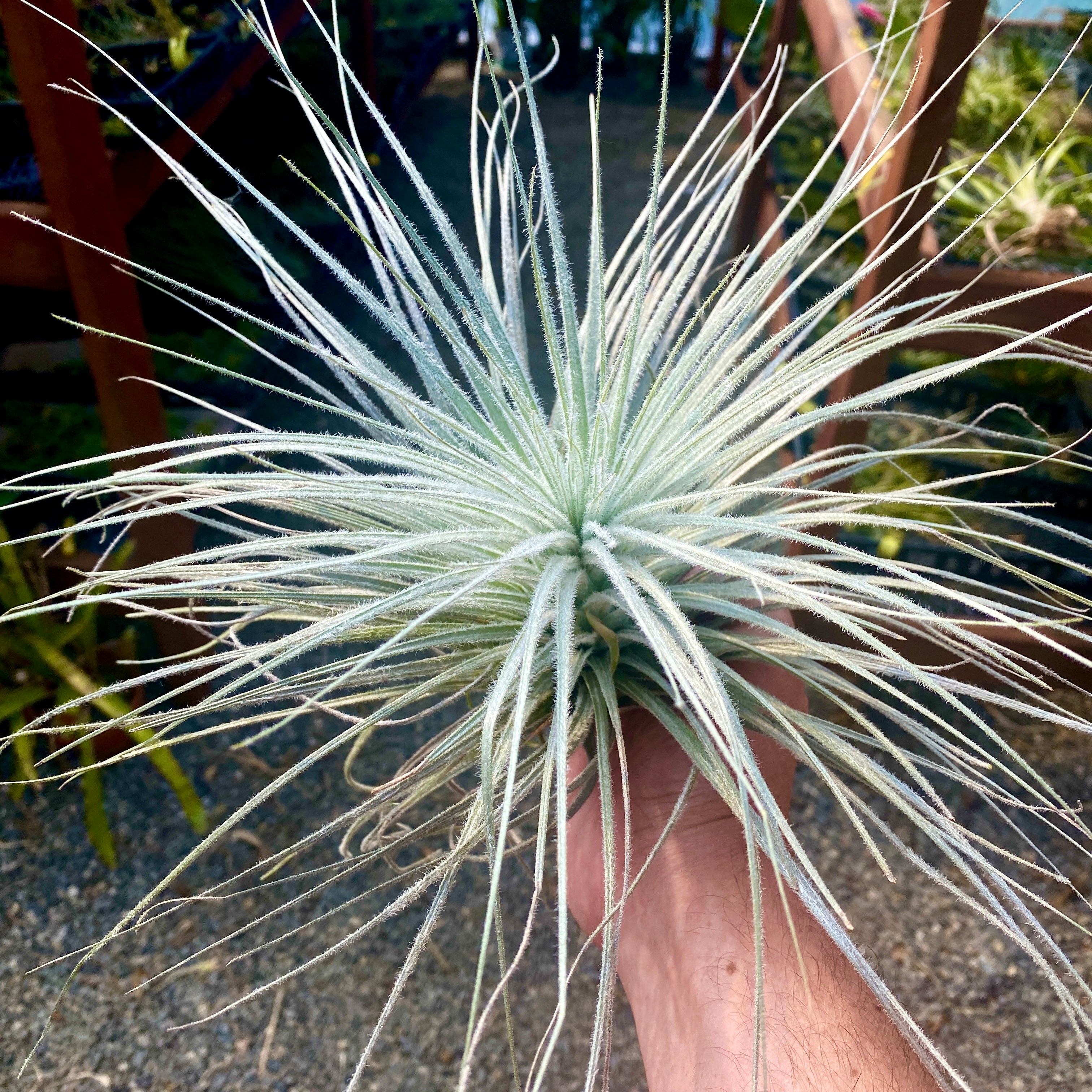 Tectorum Peru XXL