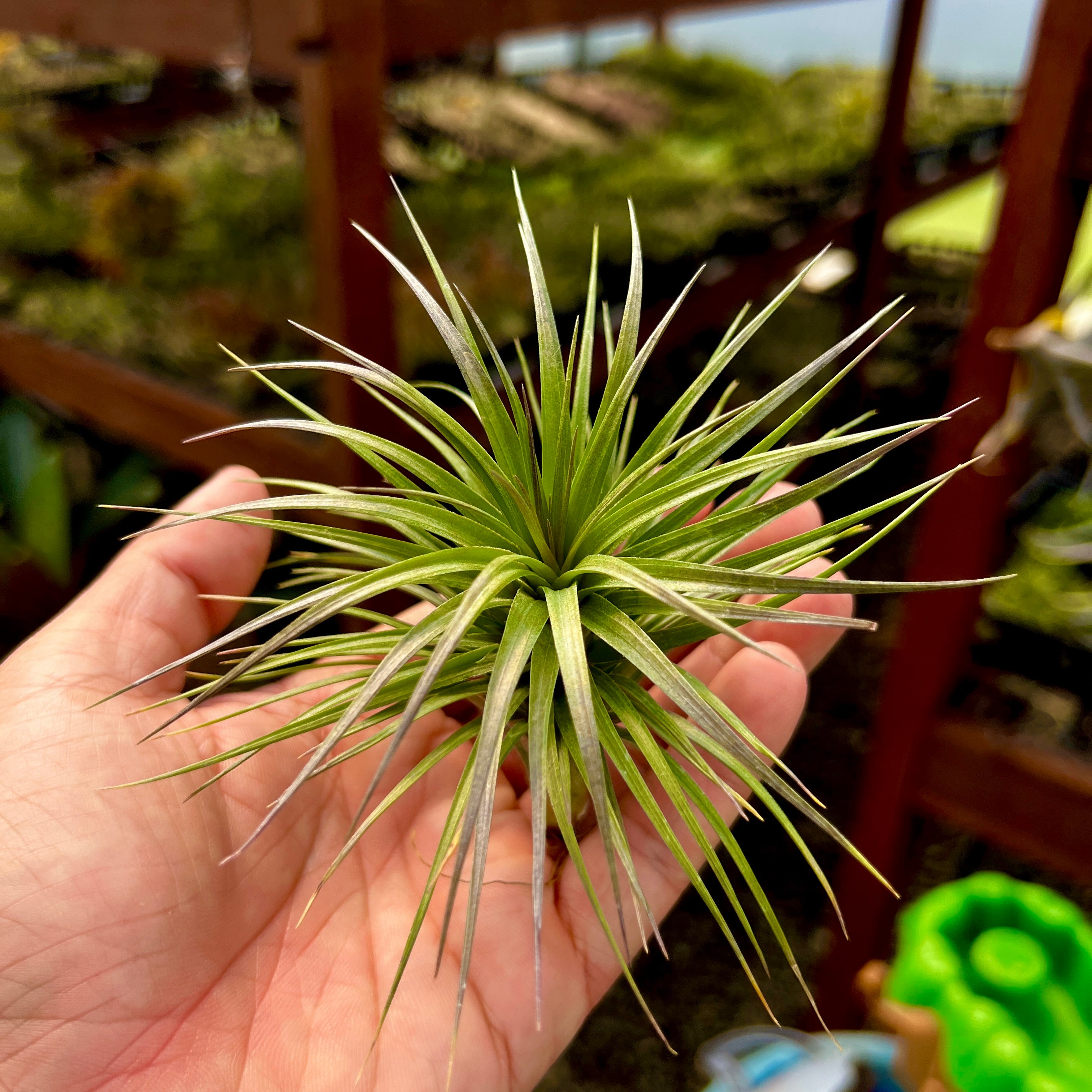 tenuifolia bush air plant tillandsia holder cholla grapewood plant