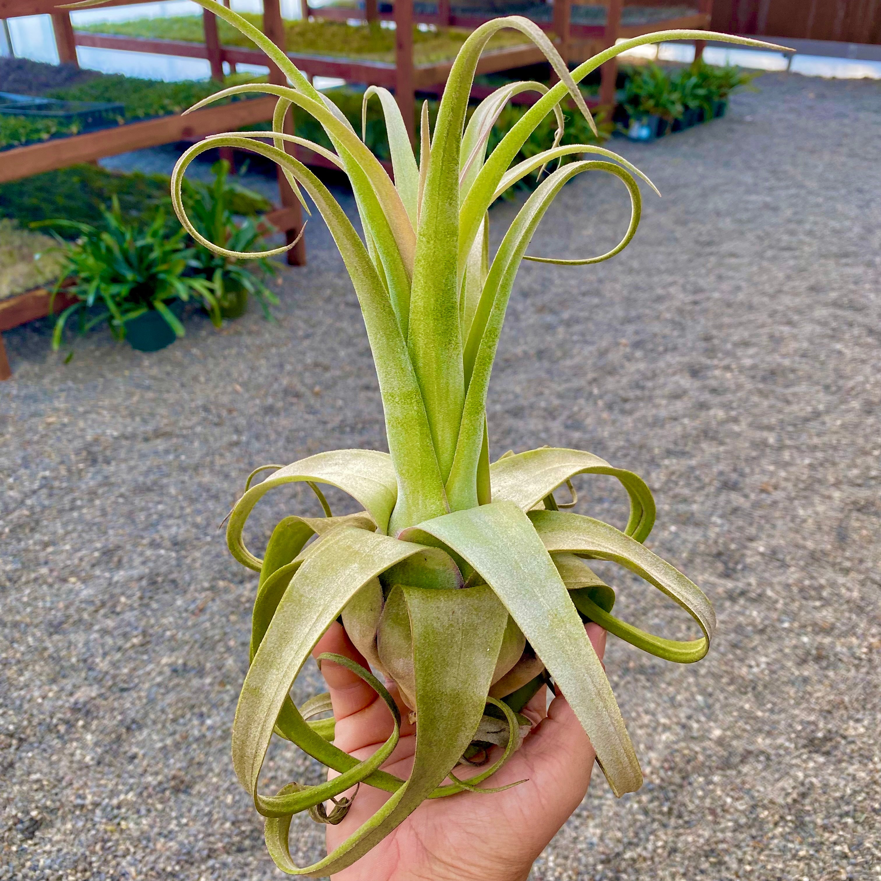 Streptophylla Giant