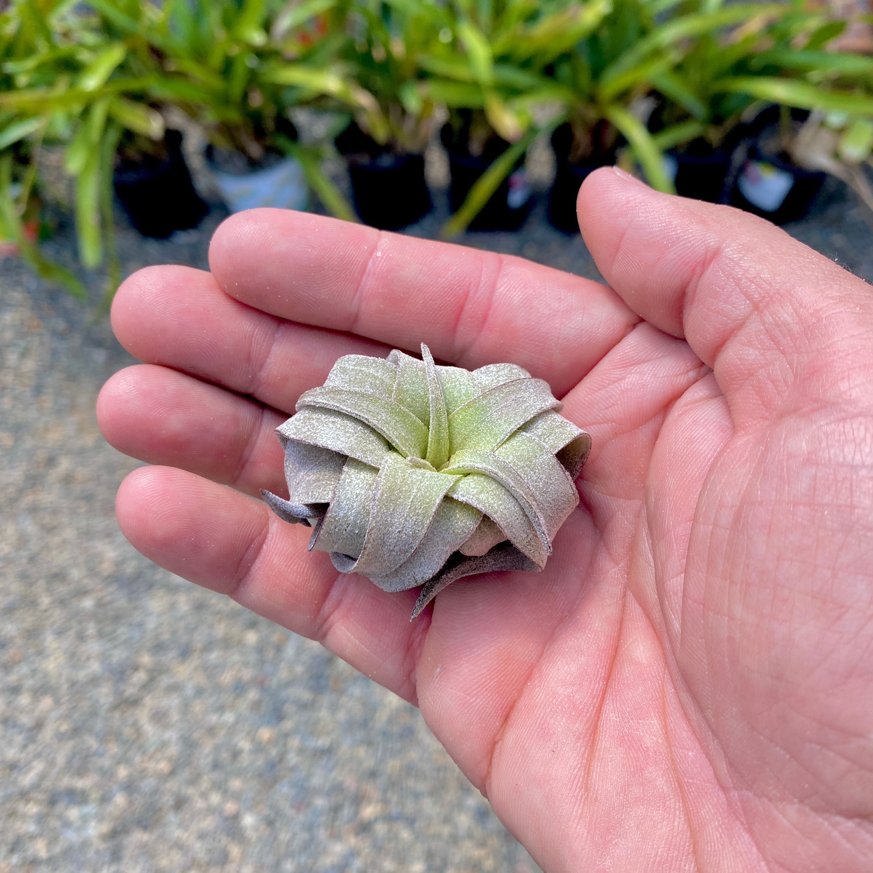 TIllandsia streptophylla curly shirly temple air plant 