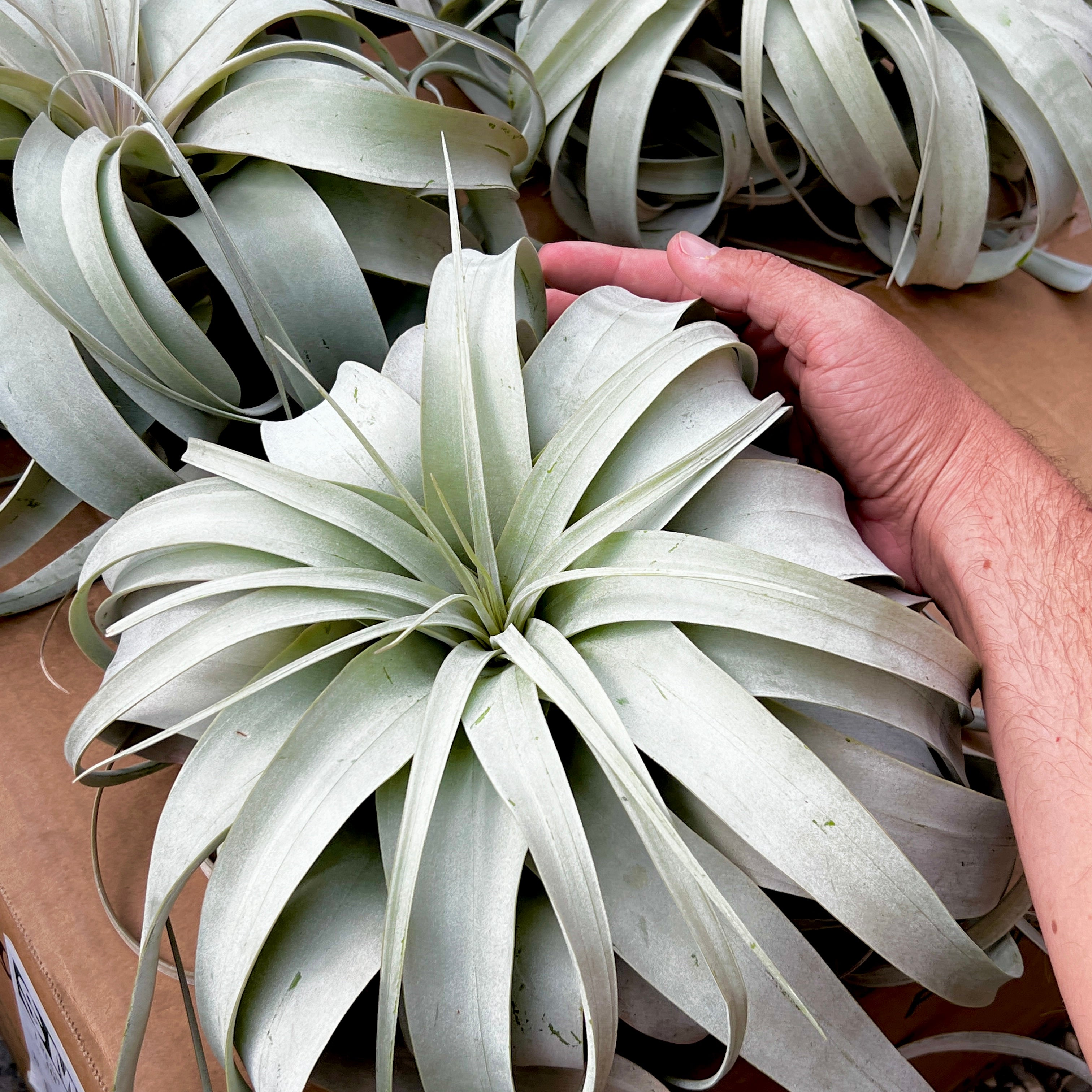 Jumbo Xerographica