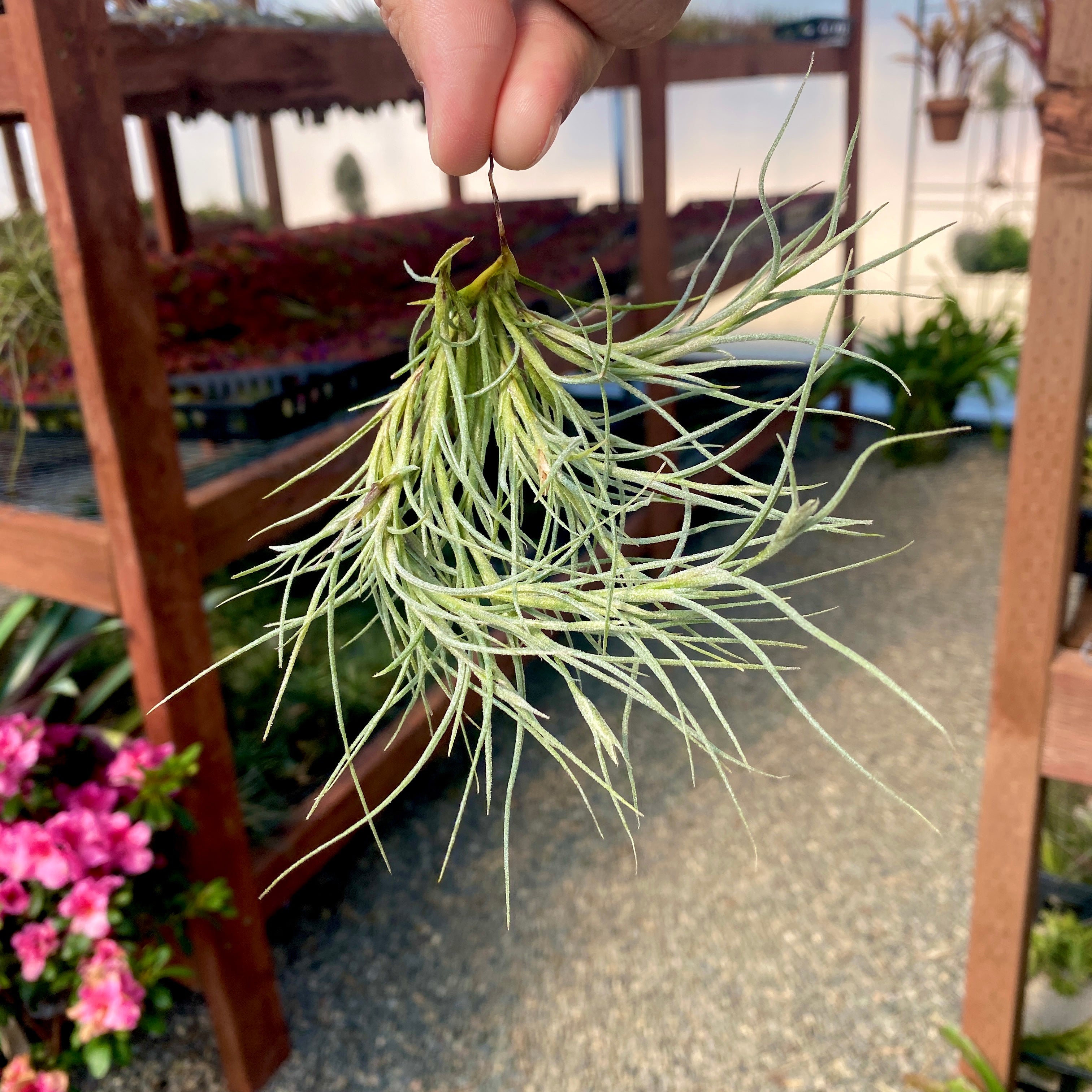 Kimberly (Recurvata X Usneoides) Clump