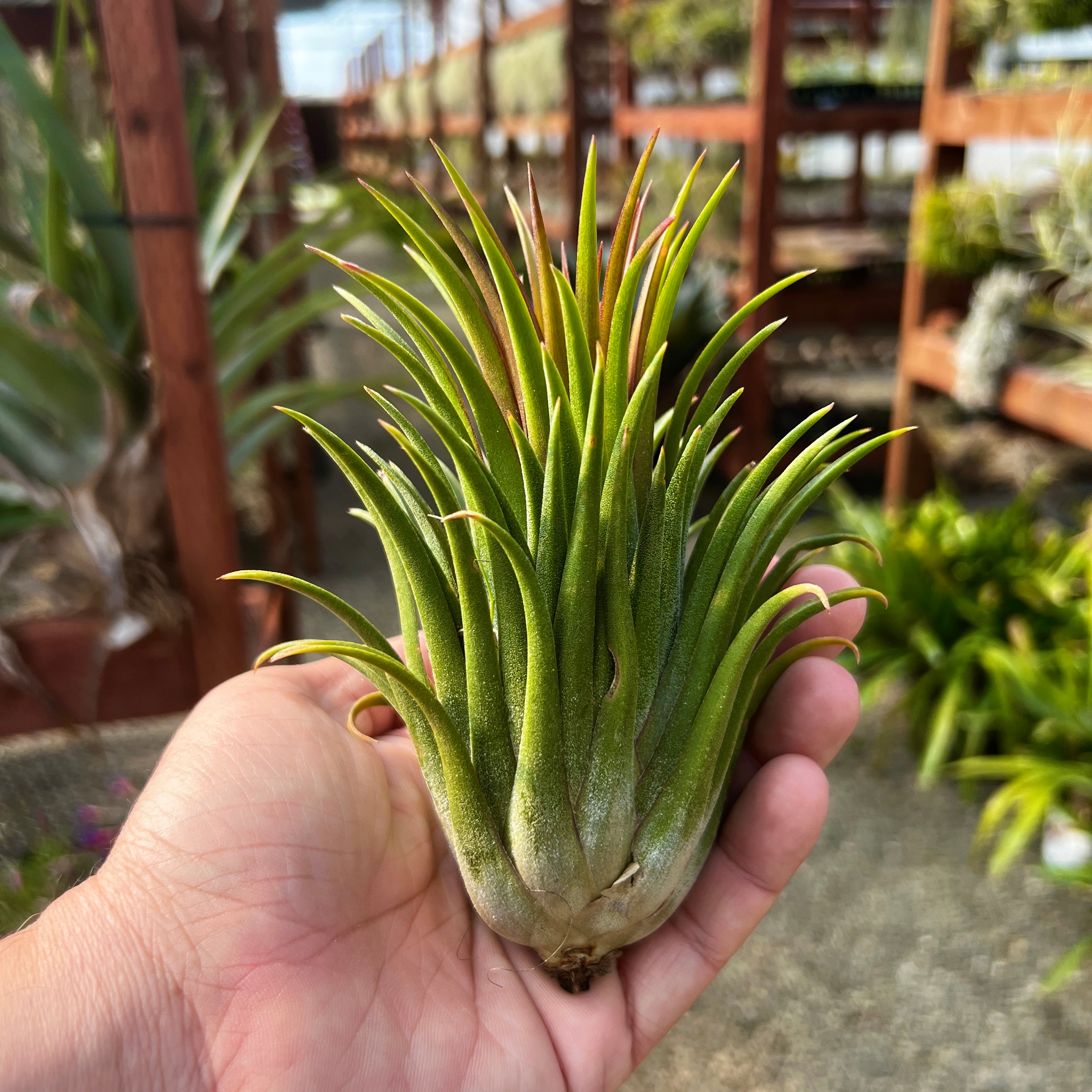 Ionantha Curly Giant XL Selections