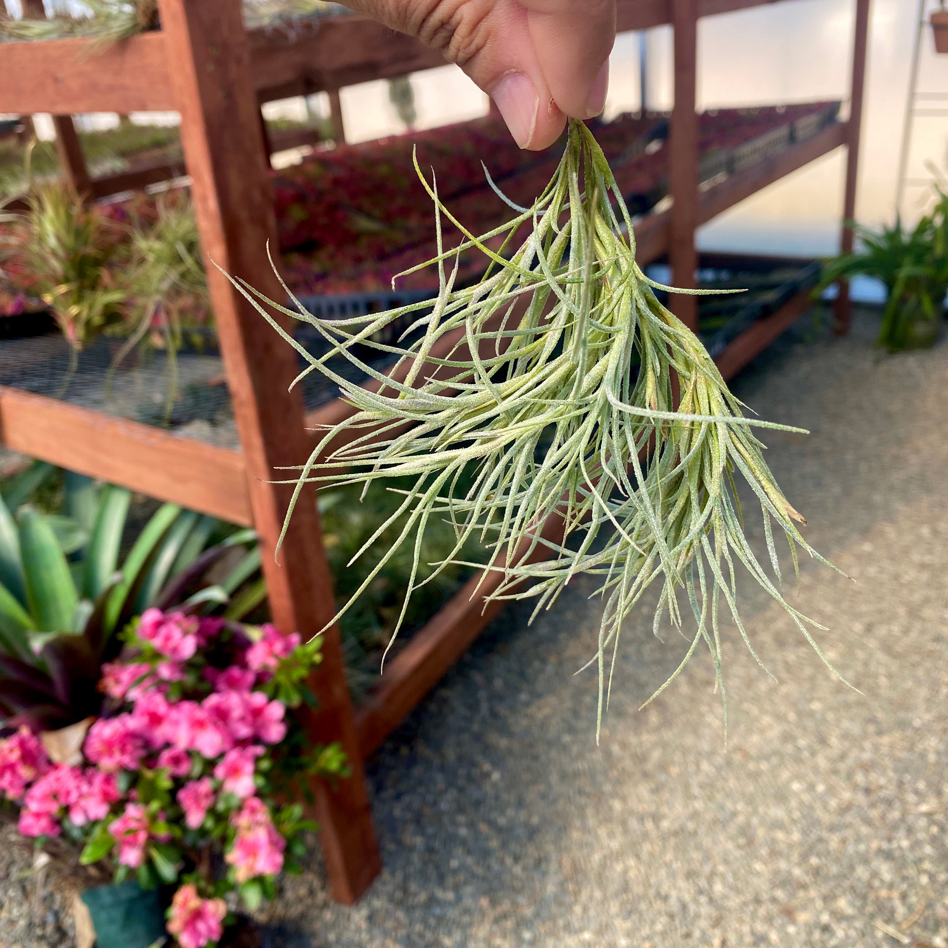 air plant clumps for sale Kimberly Clump (usneoides x recurvata) Medium Clump (Hanging On Wire)