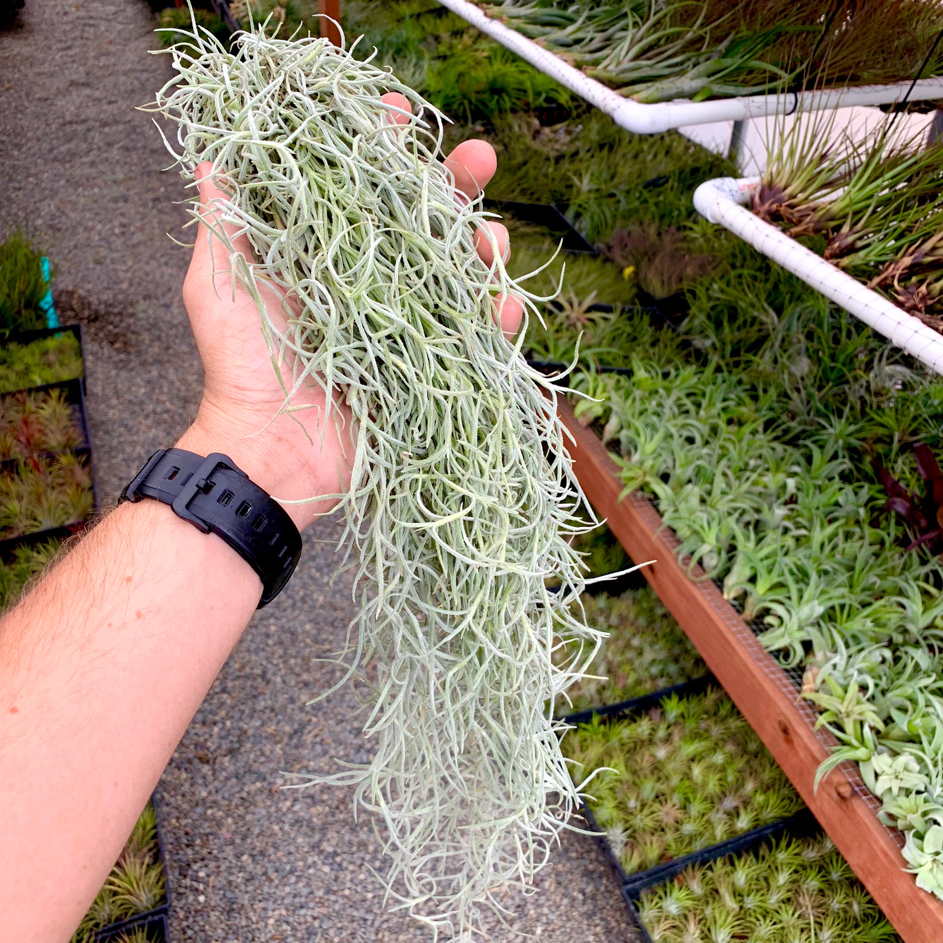 hanging moss plant Usneoides (Spanish Moss) White On Hanging Wire! Regular 12"-16"