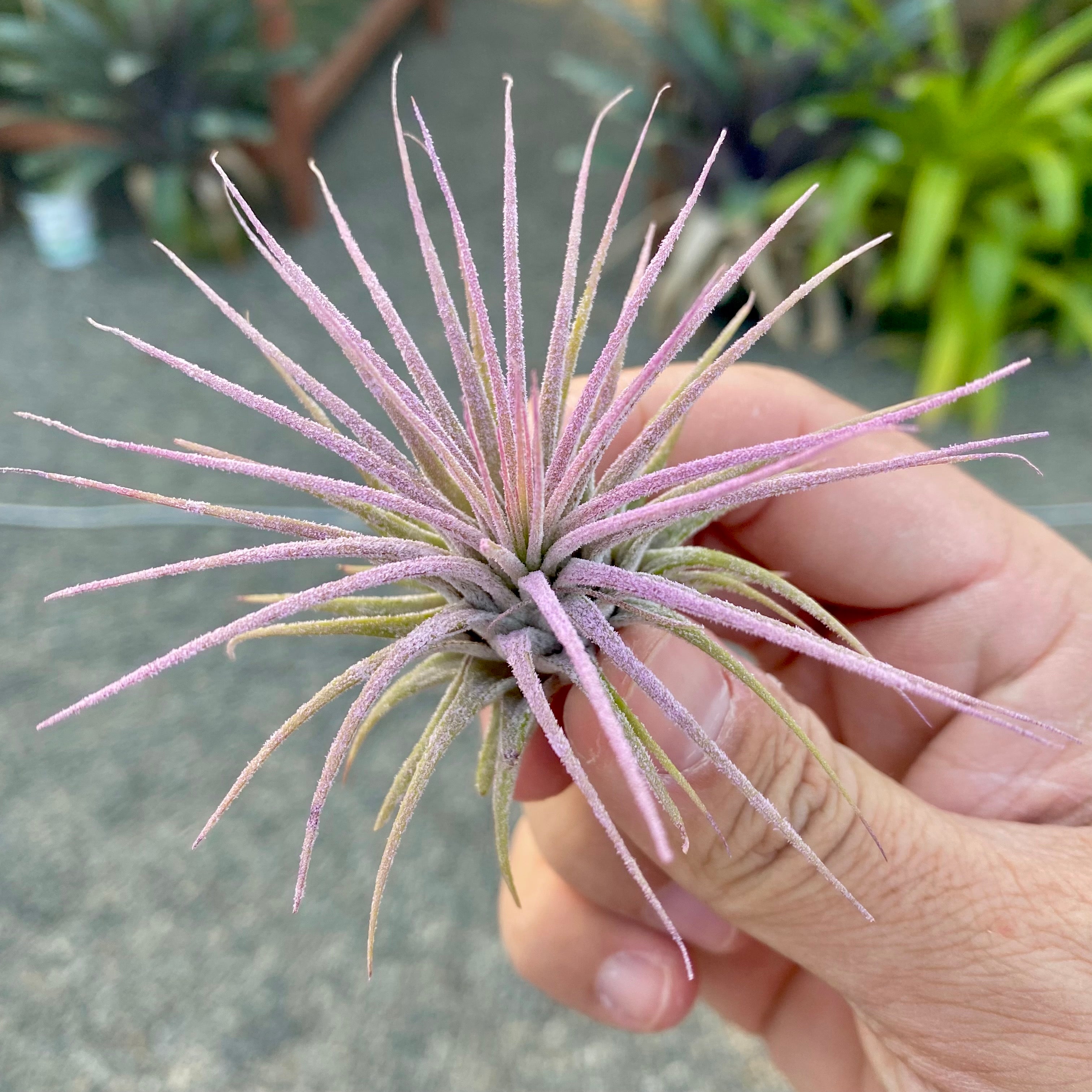 tillandsia ionantha lavender air plant