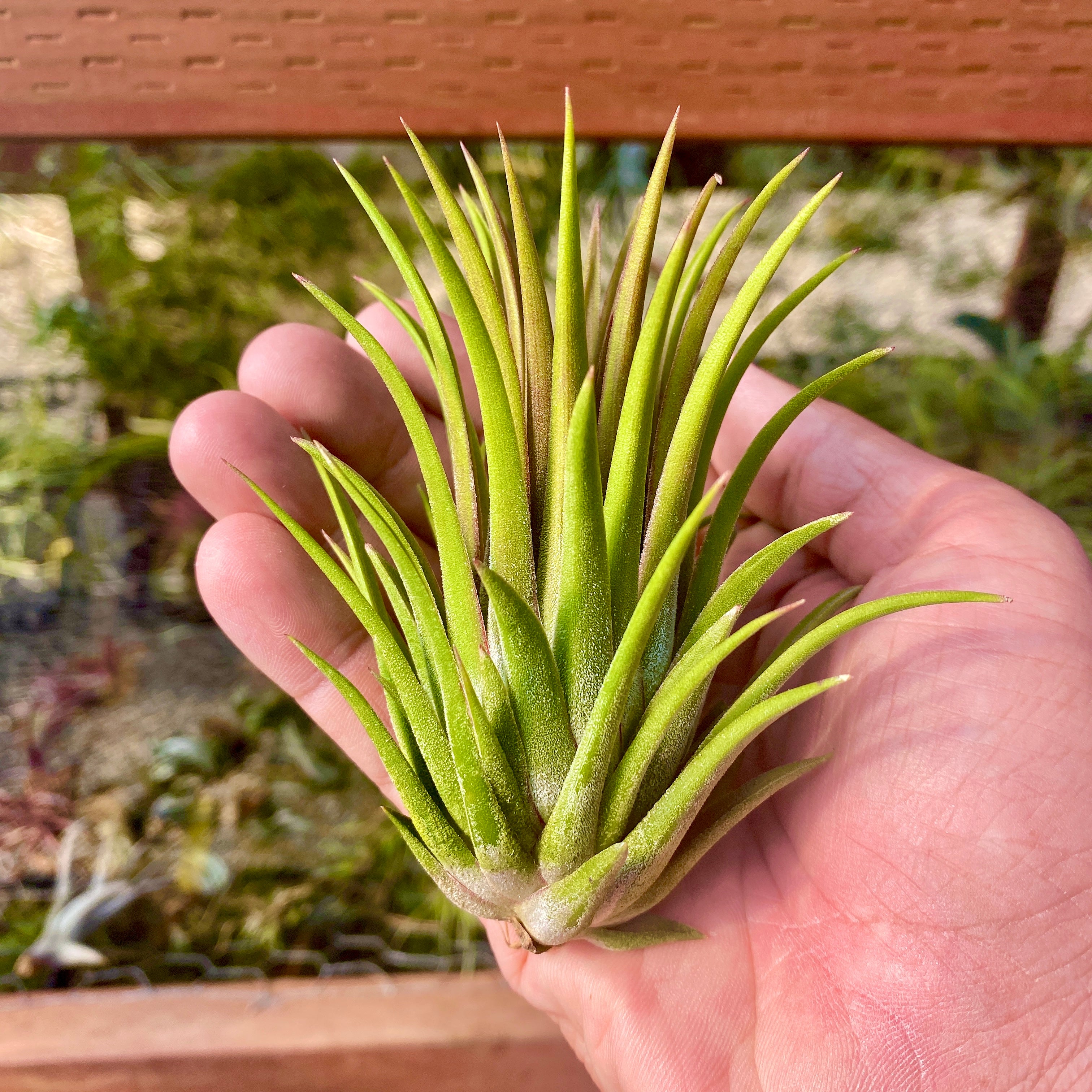 Tillandsia Ionantha Big Boy Air Plant