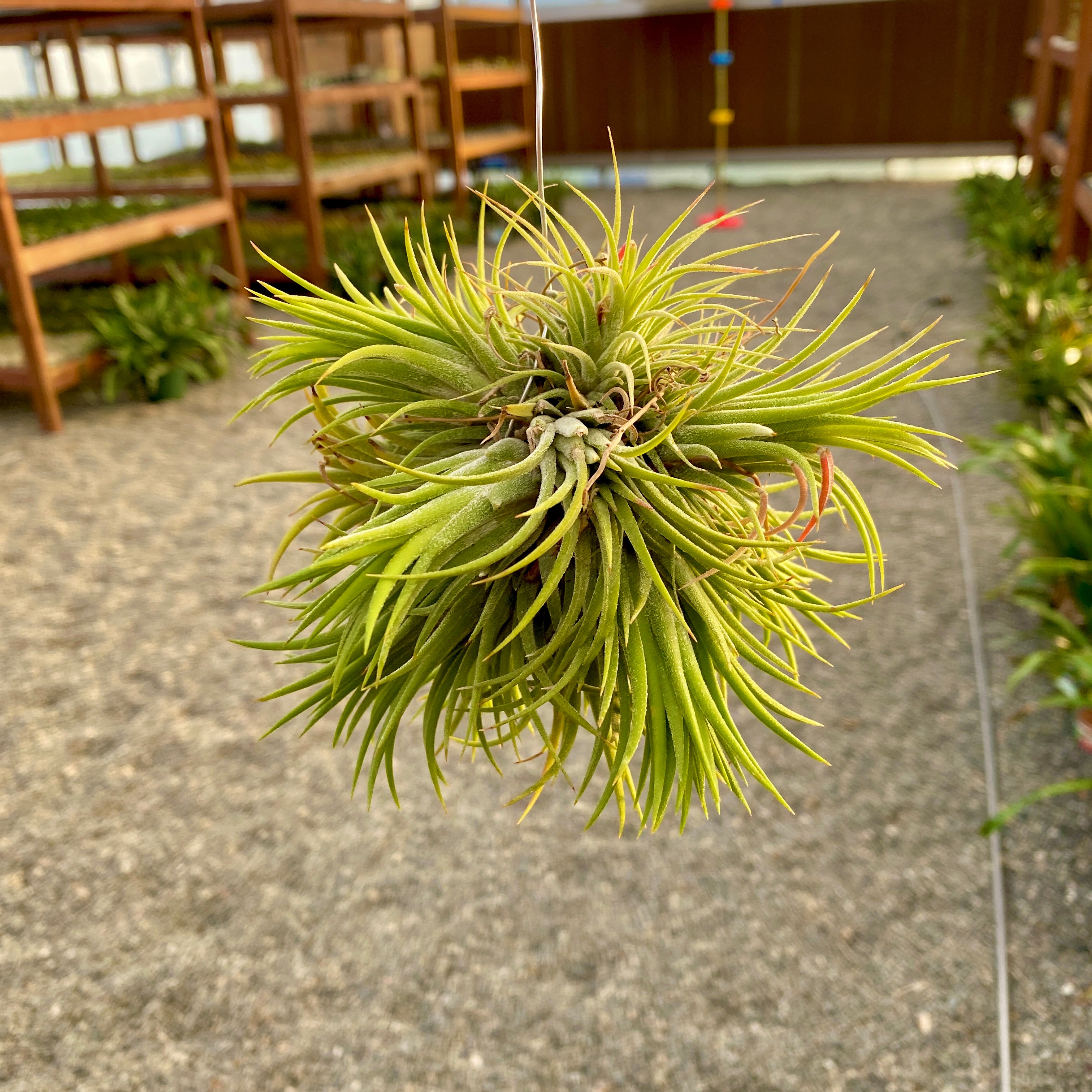 Tillandsia Ionantha Air Plant Clumps Hanging From Wire