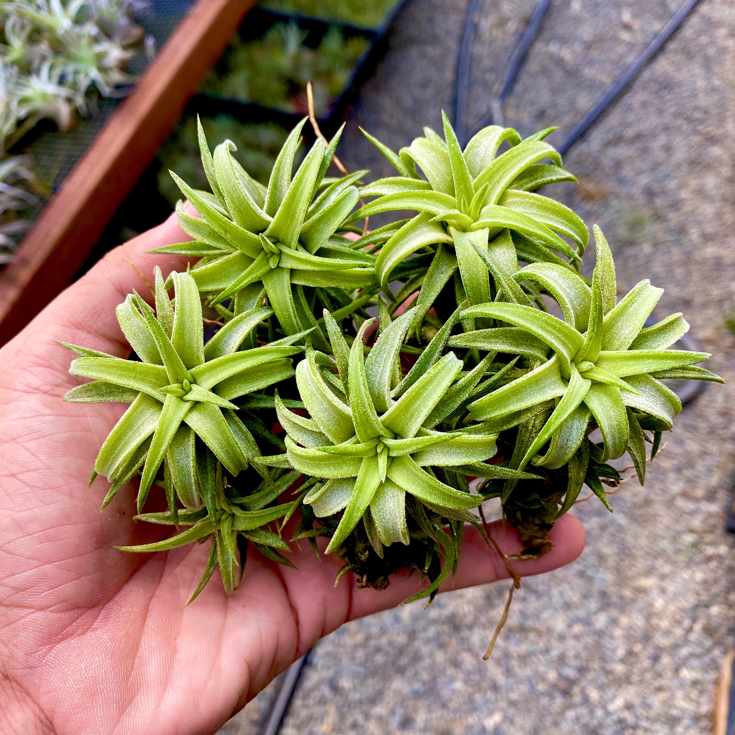 Ionantha Vanhyningii Jumbo