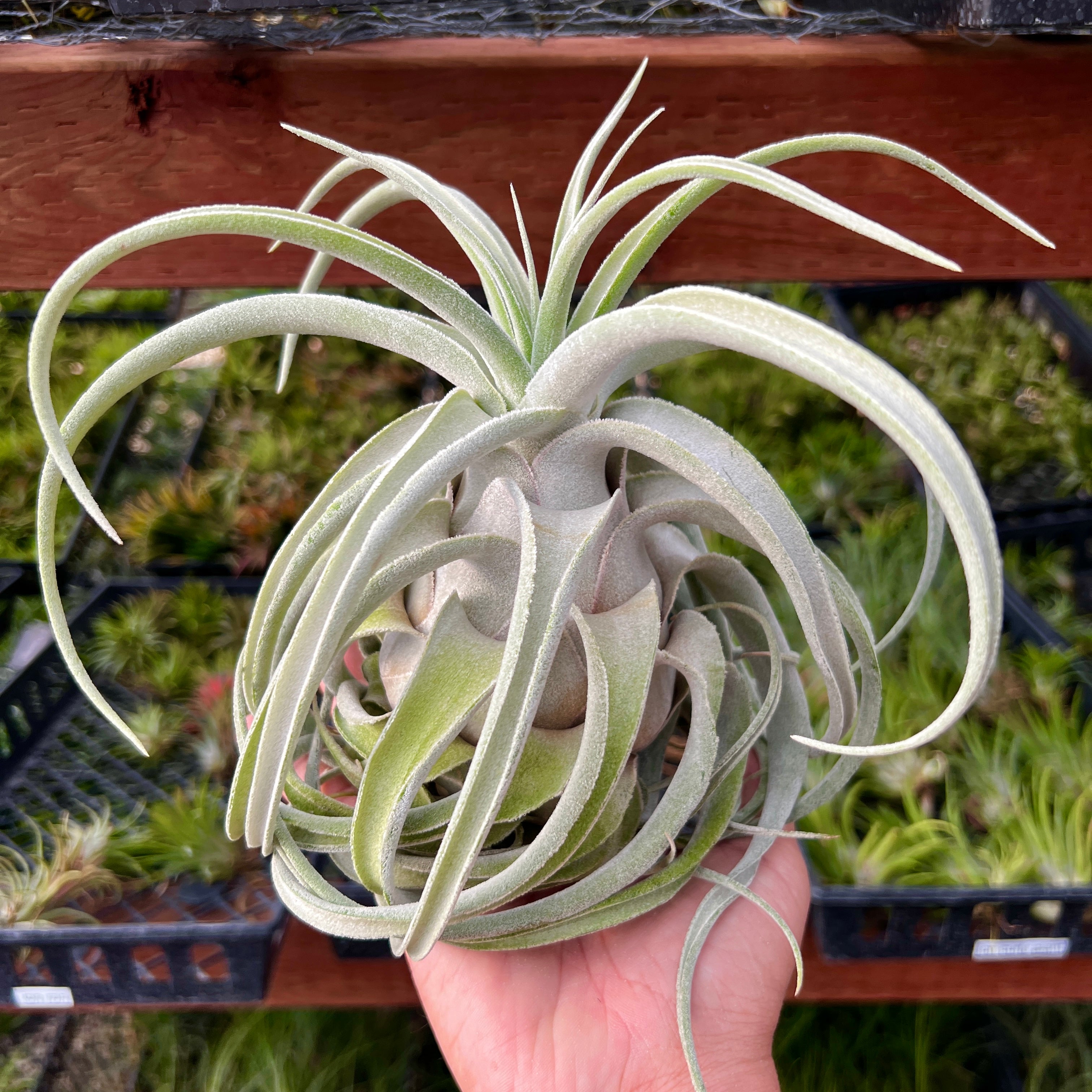 Lucille Air Plant Rare Tillandsia Large XL for sale Ehlersiana Hybrid