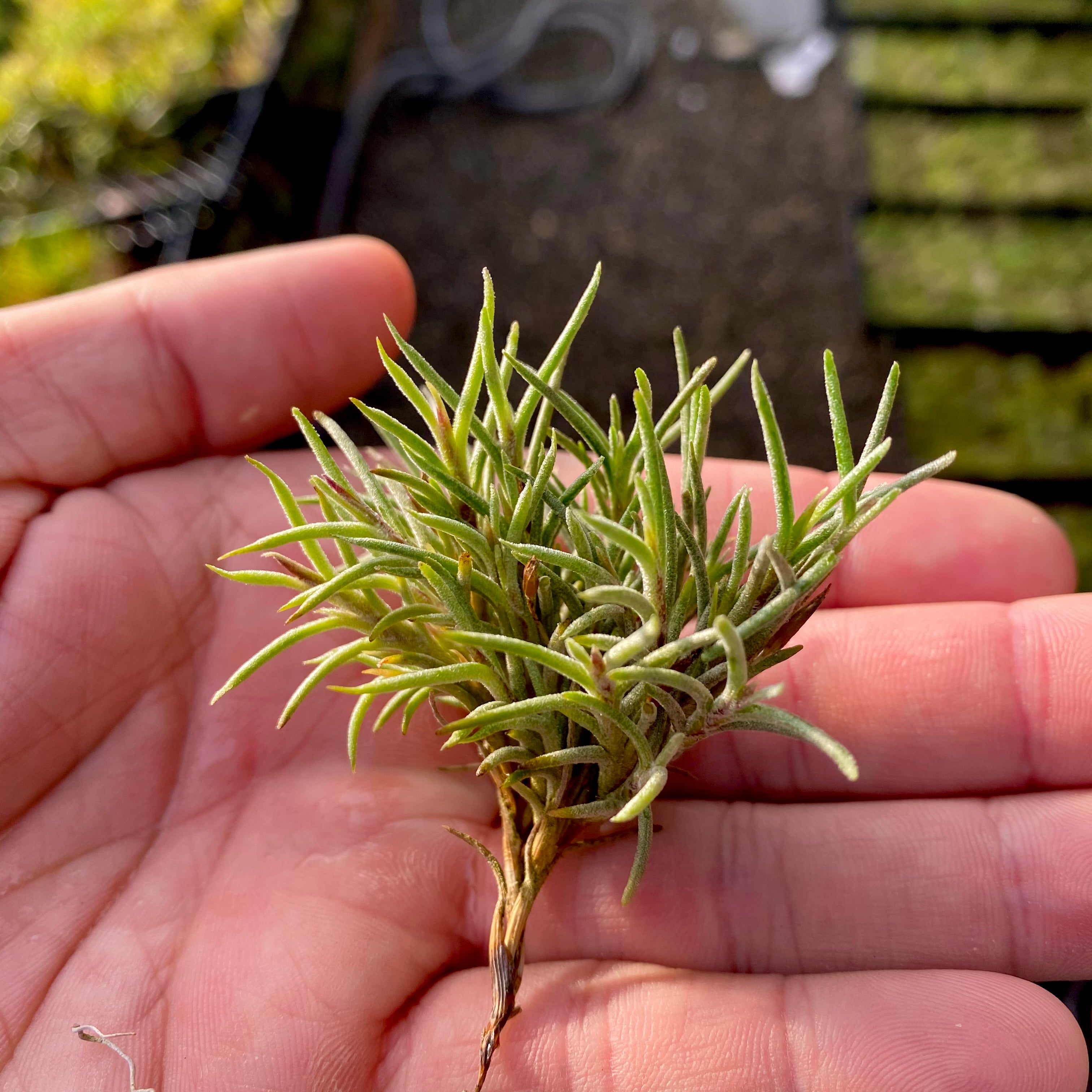 Tillandsia Capillaris Air Plant Clump Subgenus Diaphoranthema Miniature Houseplant Decor