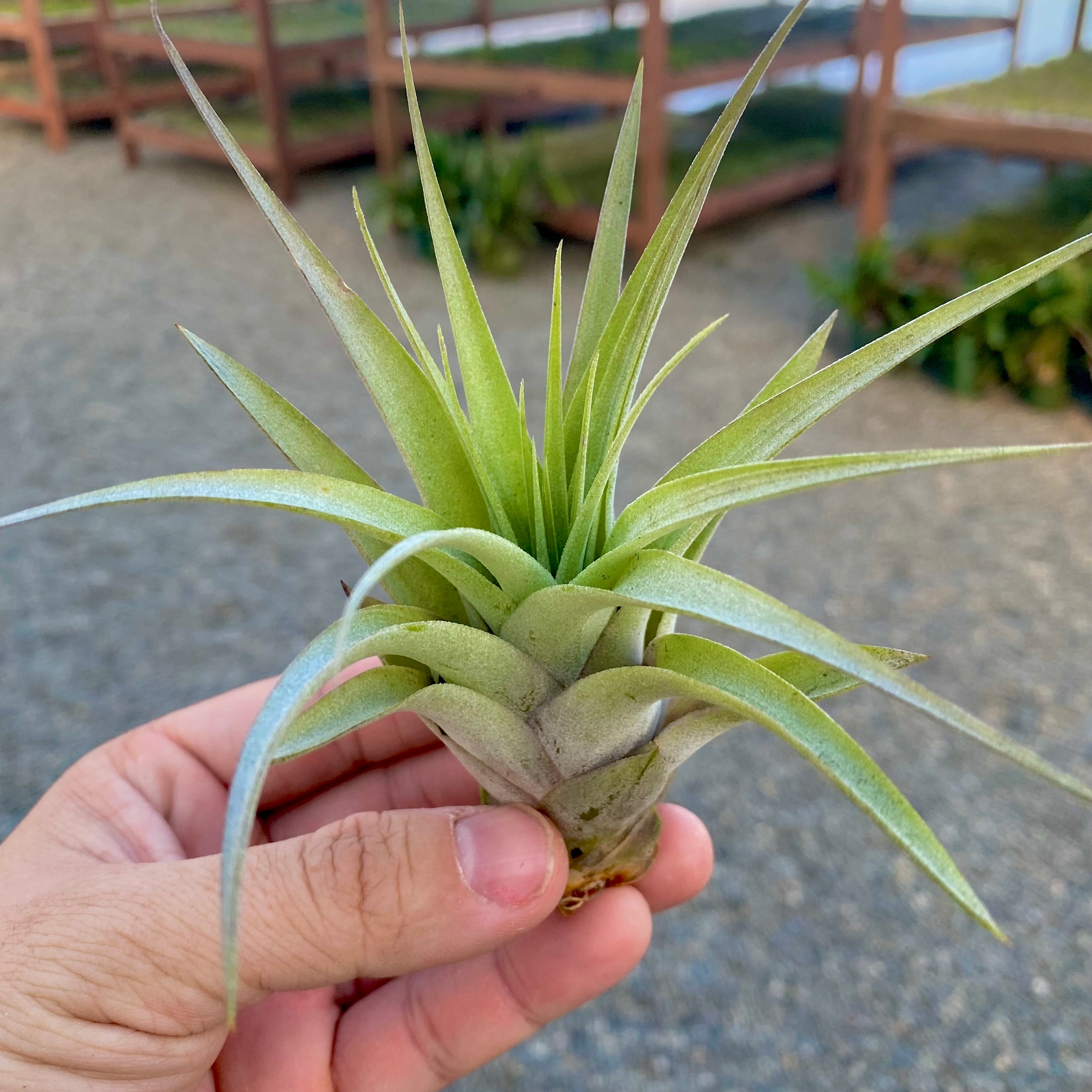 brachycaulos x xerographica