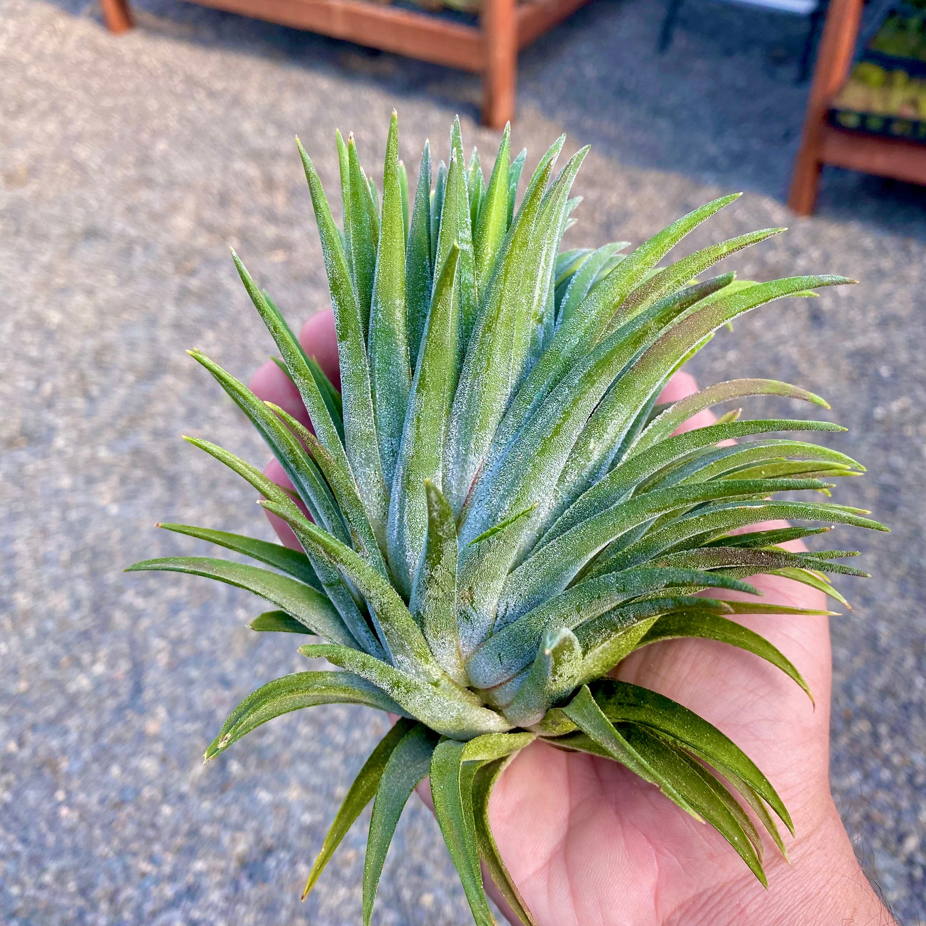 ionantha giant (No ID)