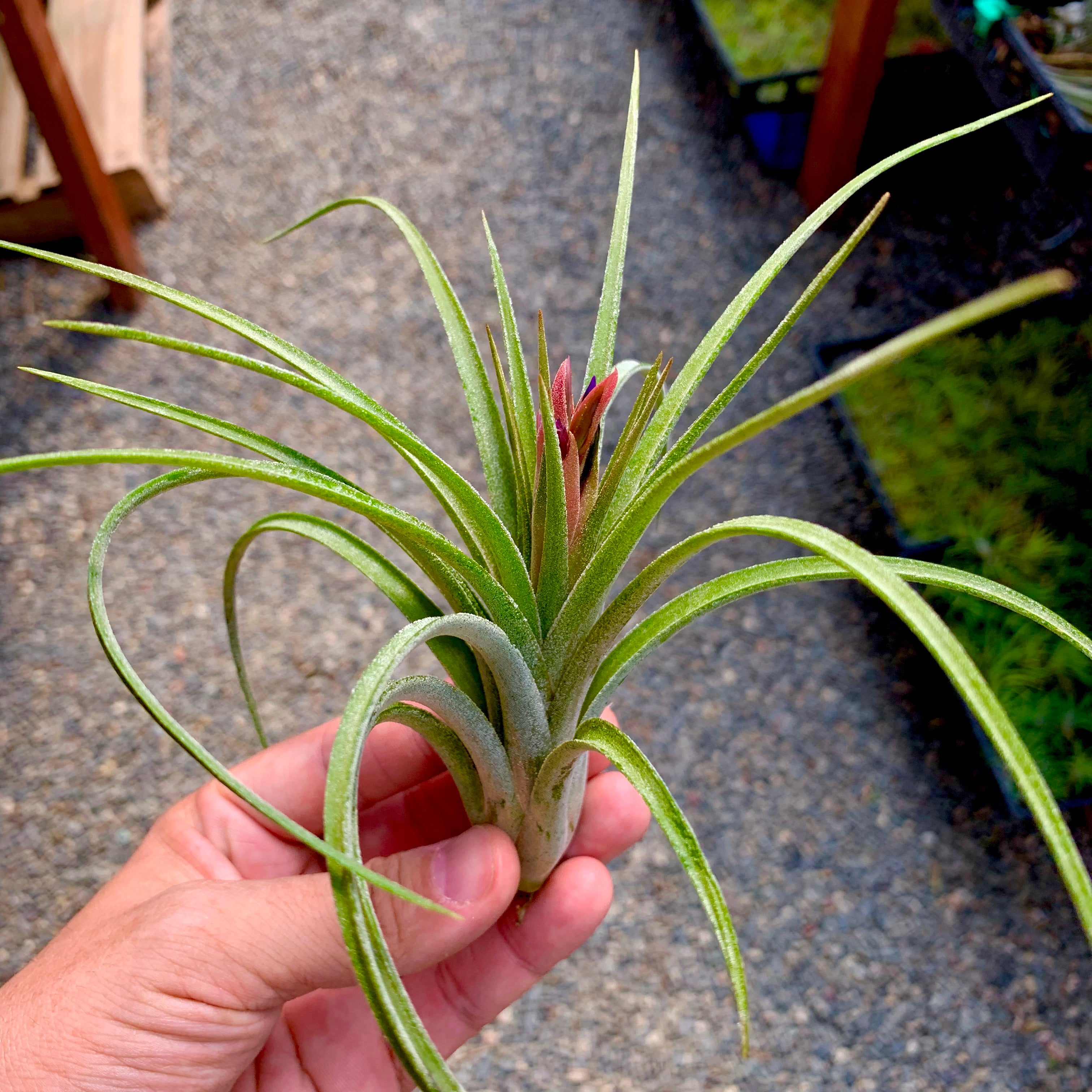 Ionantha x Paucifolia Rare Air Plant Hybrid Tillandsia For Sale