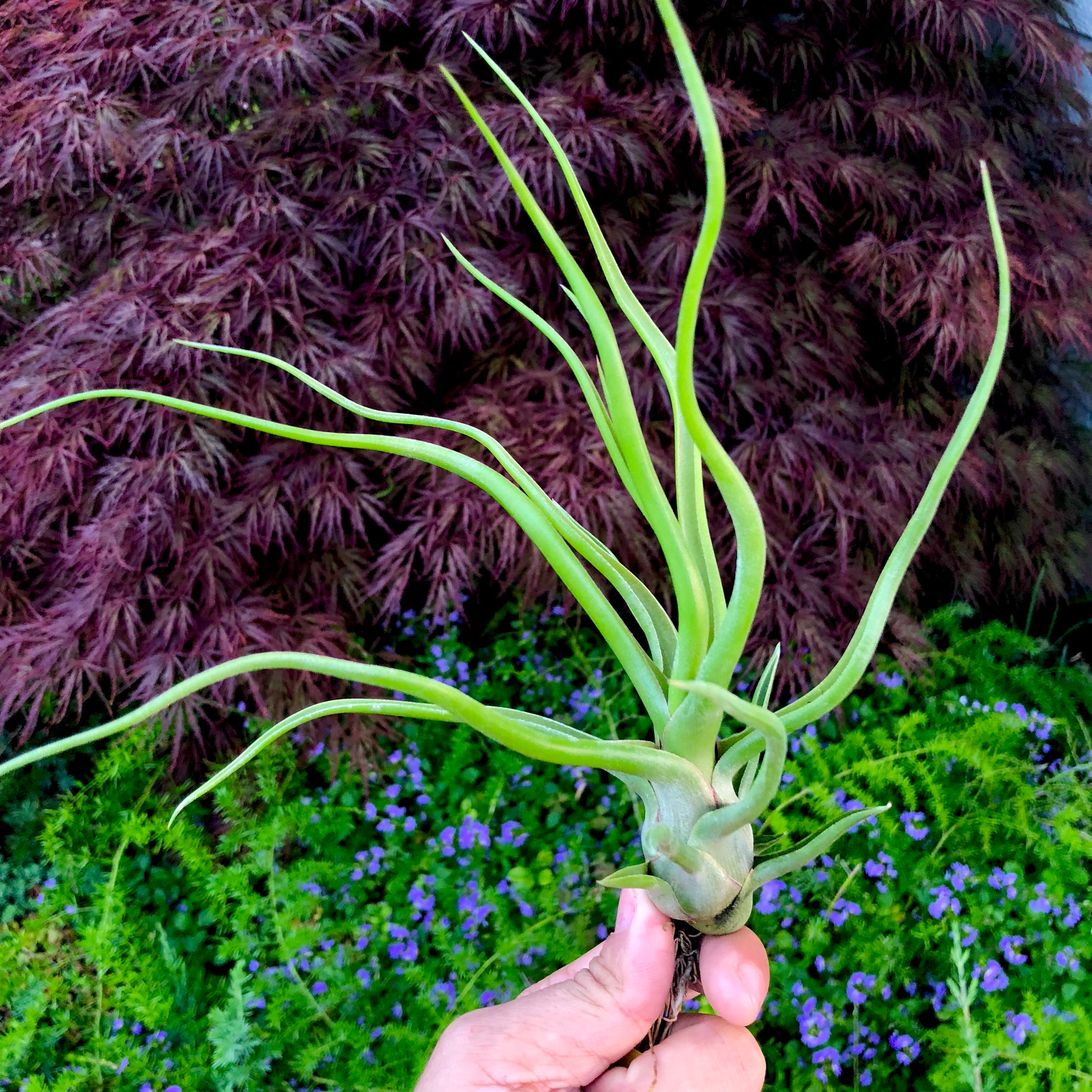 Tillandsia Showtime Rare Bulbosa Hybrid Air Plant For Sale