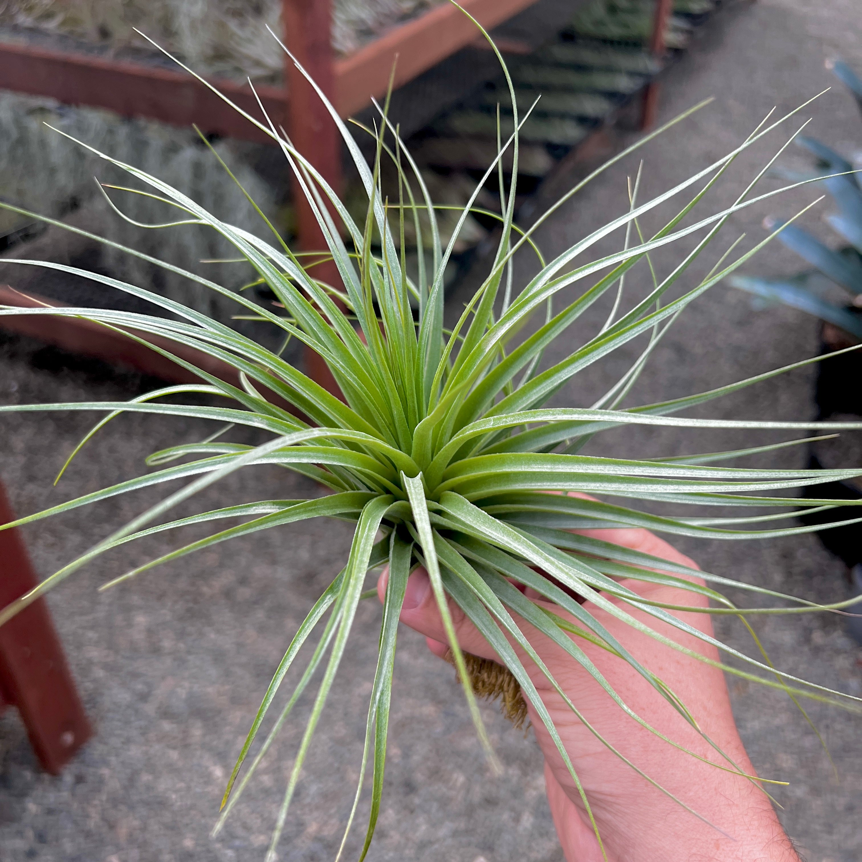 Featherduster (stricta X gardneri)