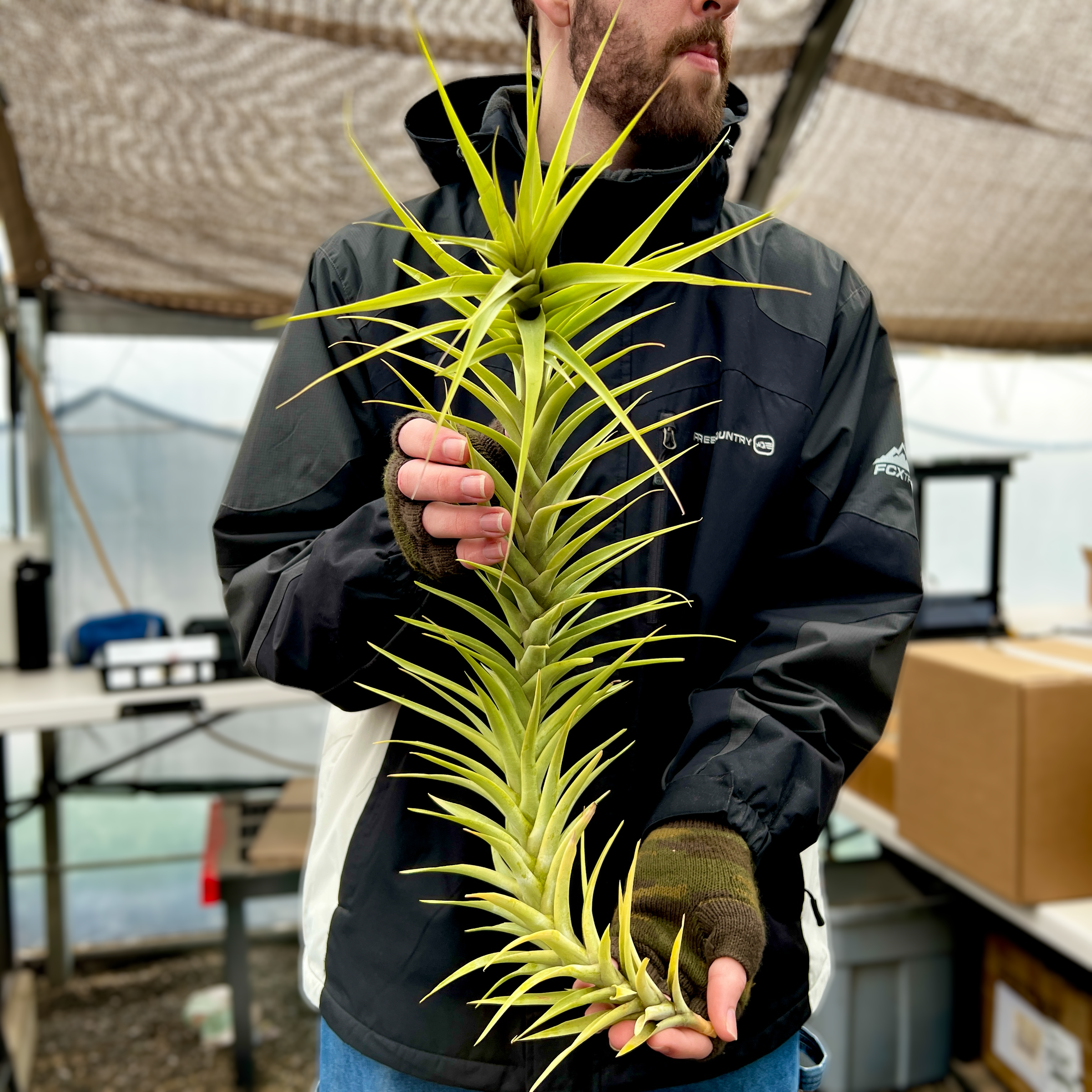 Latifolia Caulescent Tillandsia Giant Air Plant For Sale Rare