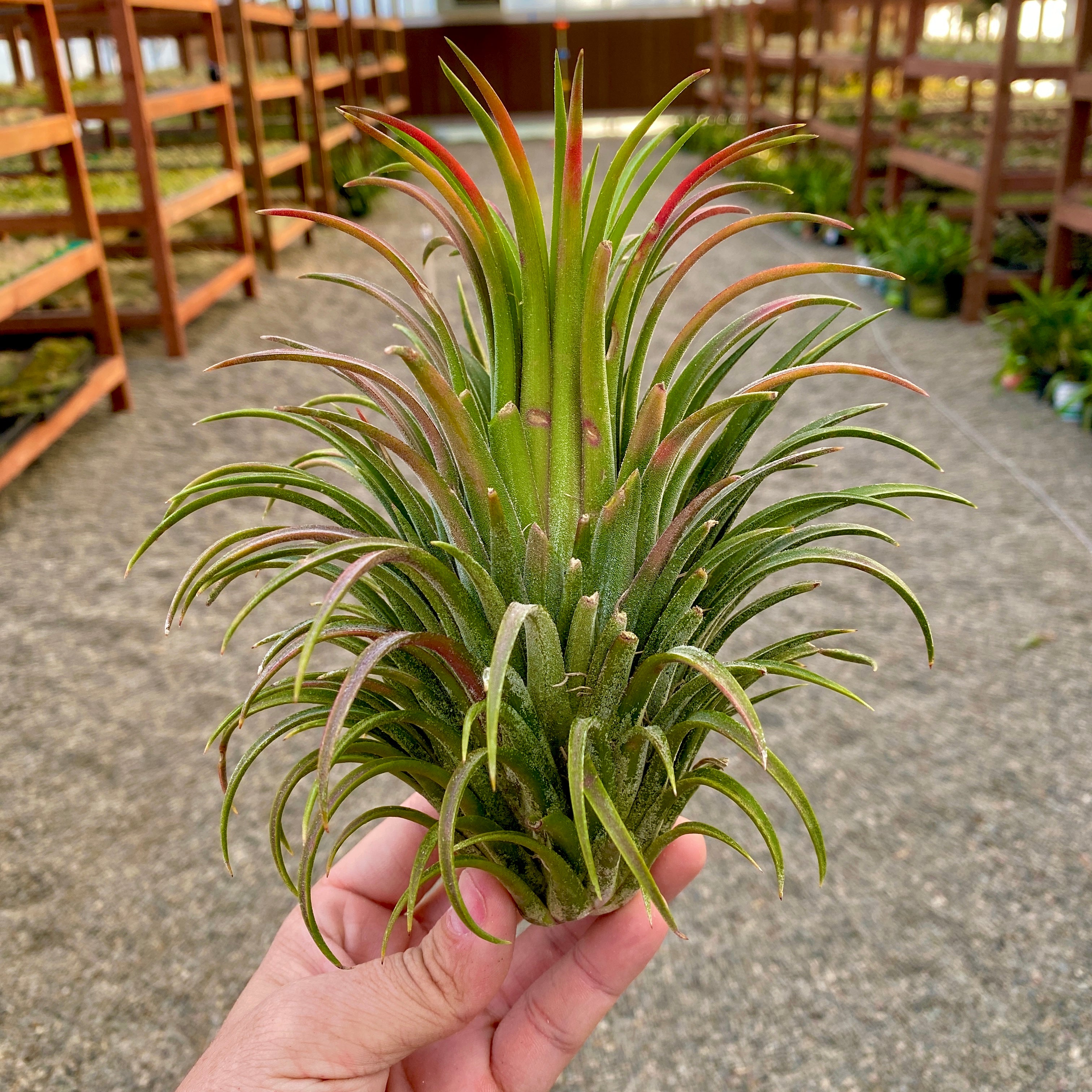 XL Premium Ionantha Selections