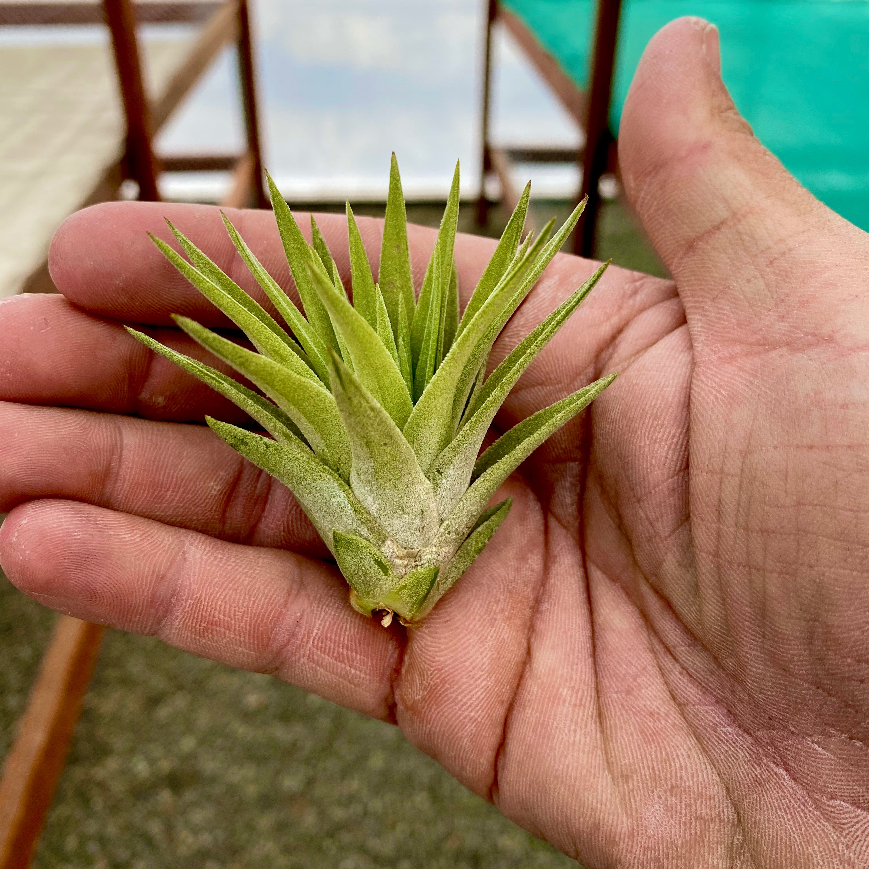 Tillandsia plagiotropica cute small air plant for vases, glass orbs, and terrariums