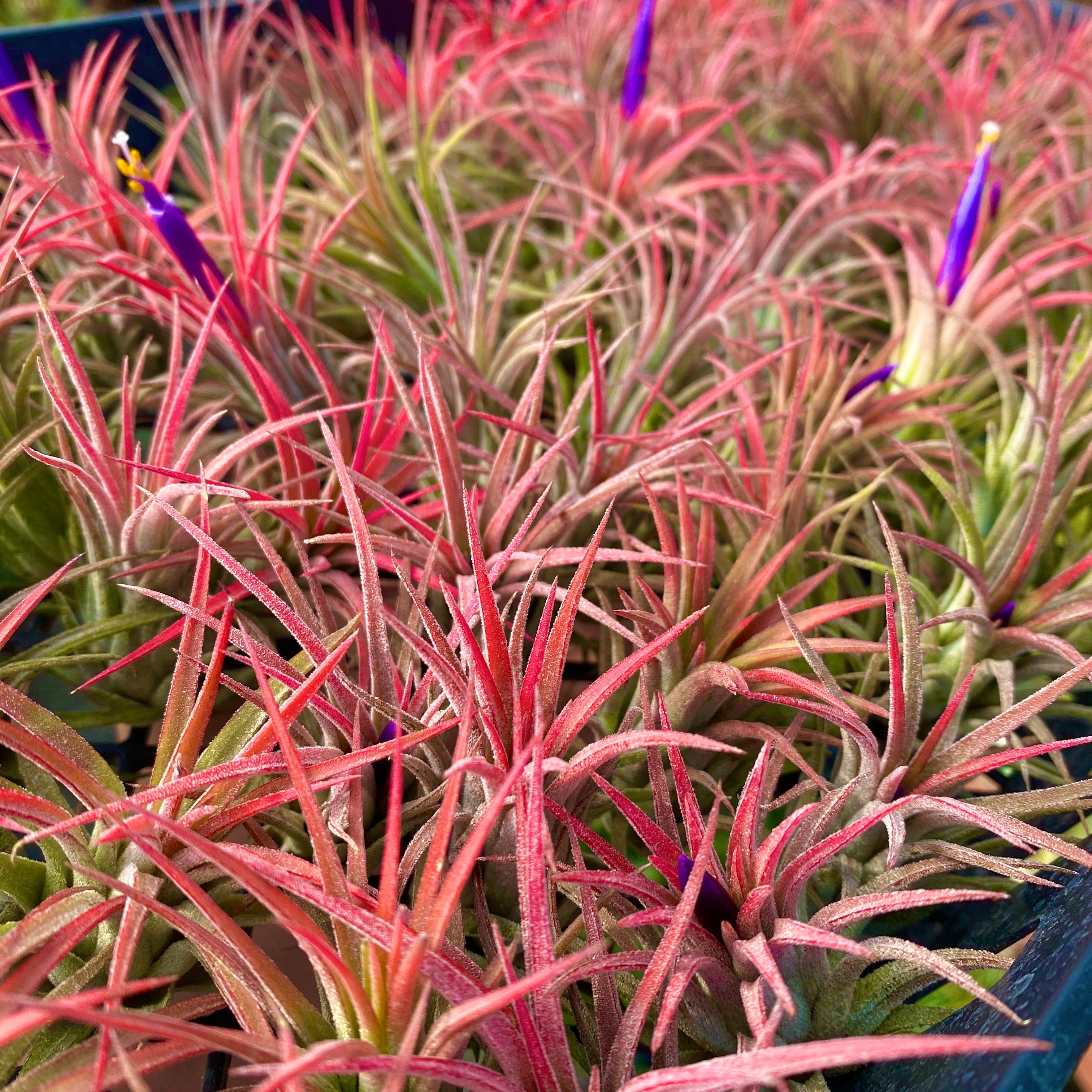 Tillandsia Ionantha Red Colorful Air Plant Beginner Friendly Houseplant For Sale