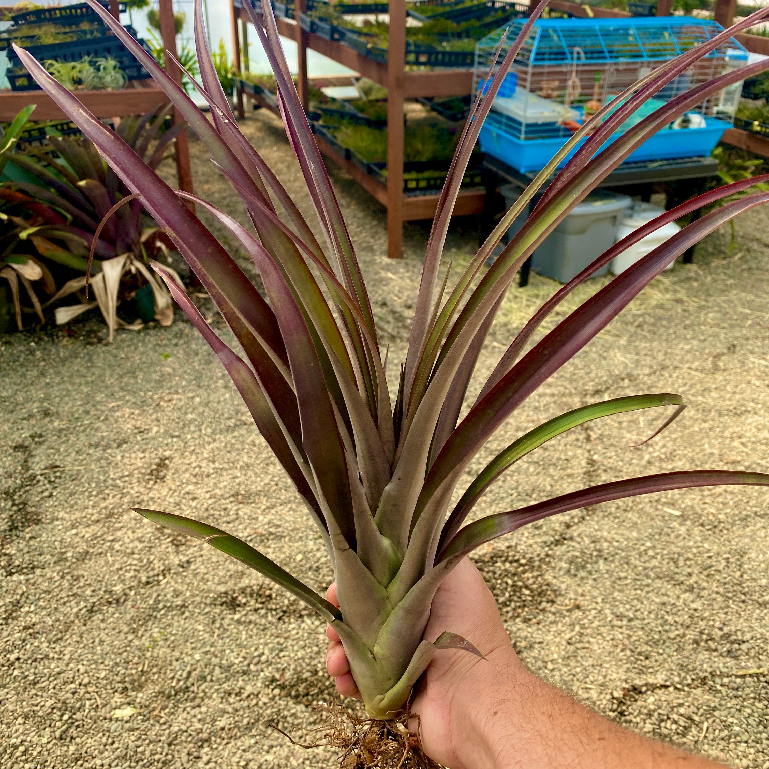 Flabellata Rubra Giant Tillandsia Rare Large Air Plant Purple Color