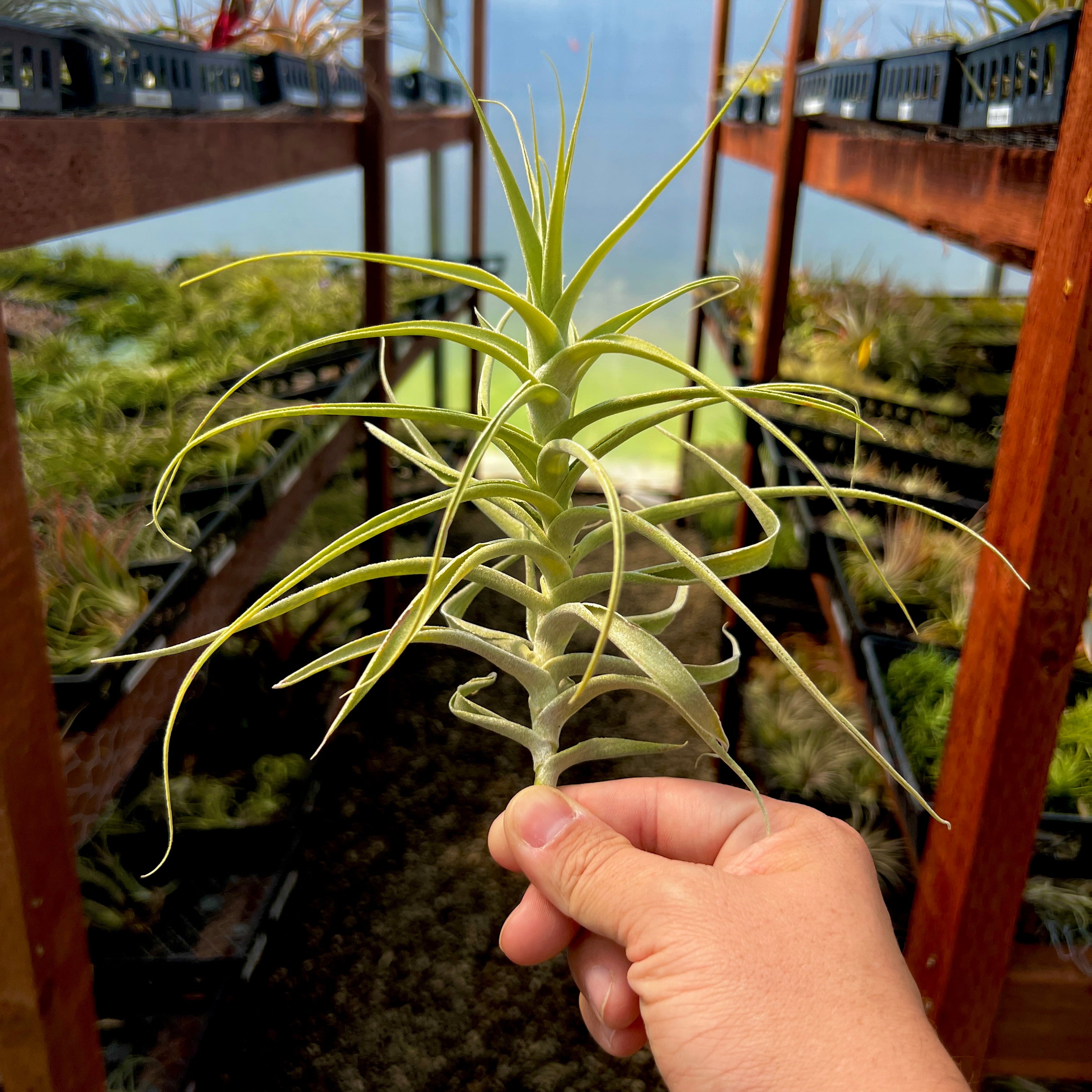 Straminea Tillandsia Stem Form Air Plant Beginner Plant