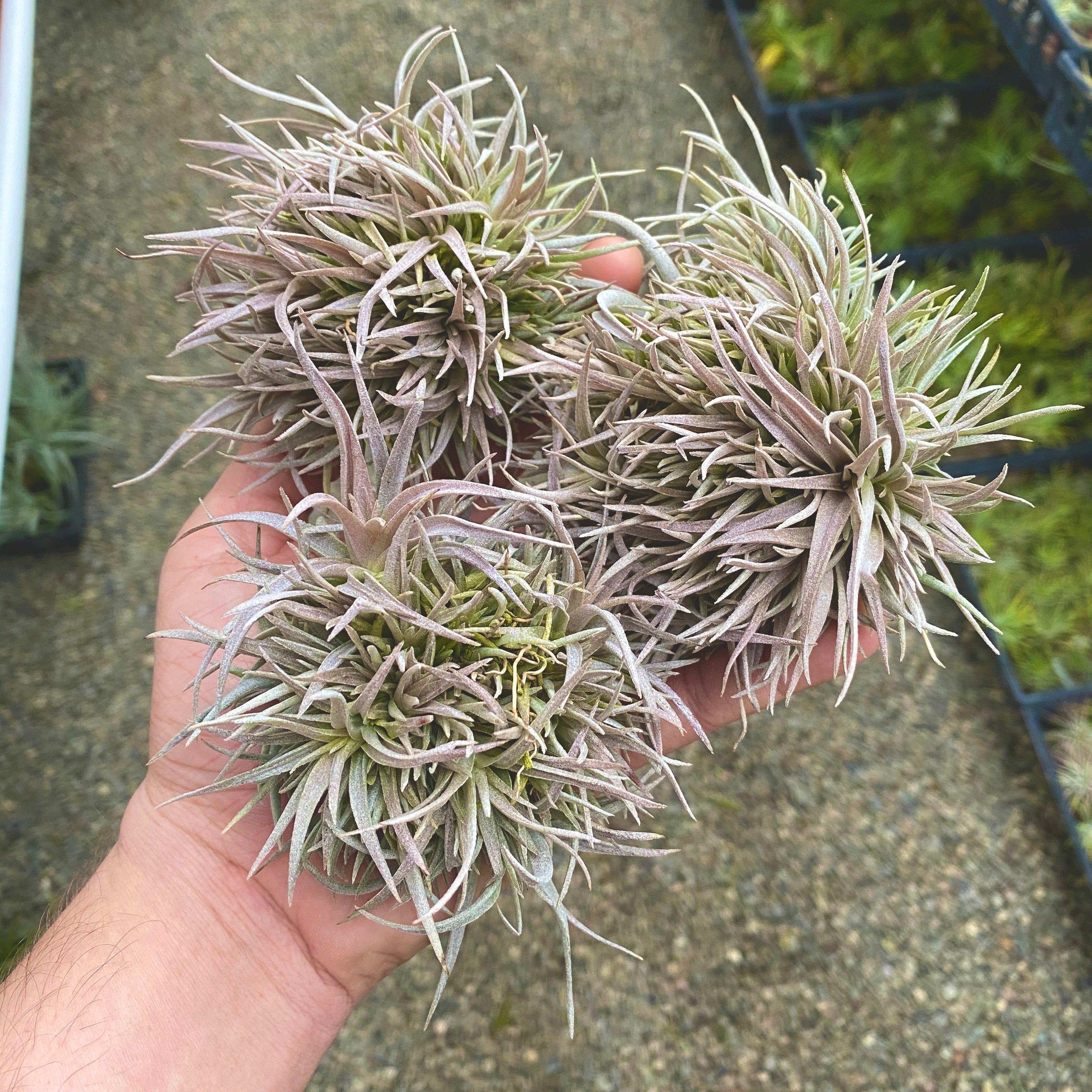 Chiapensis Snowball Form Small Clump