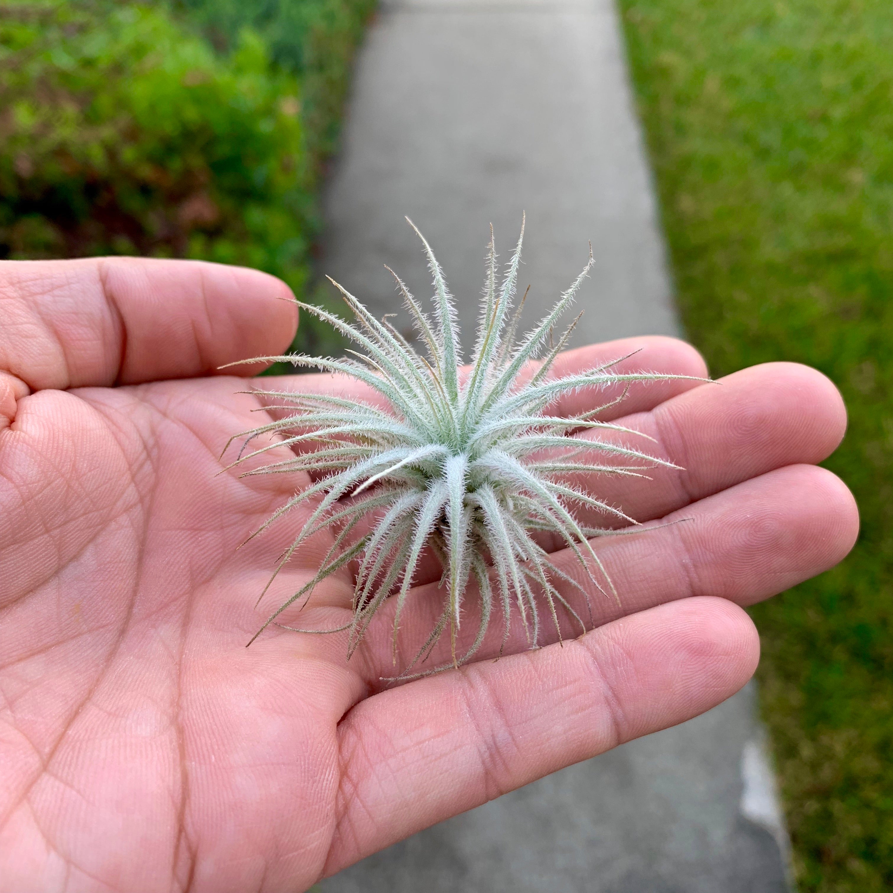 Tillandsia Tectorum Snow Air Plant Fuzzy Trichome wedding bouquet plant, floral design, living wall