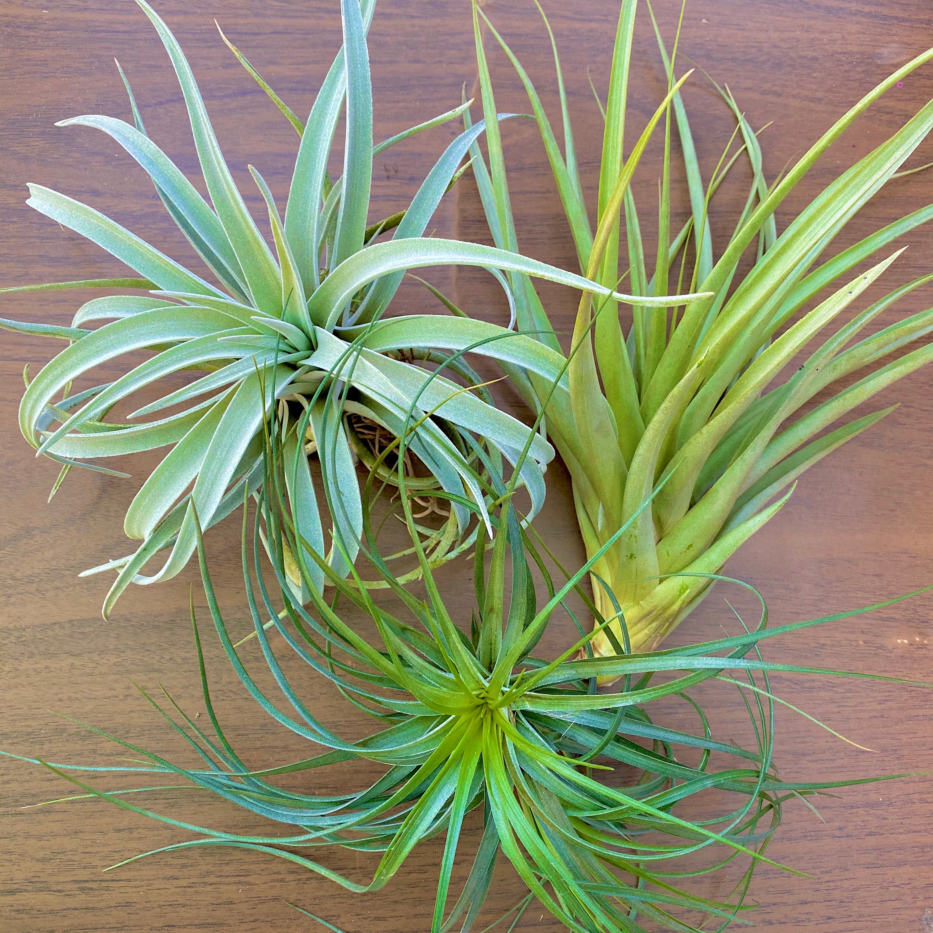 Large Air Plant (6”+) 3 Pack