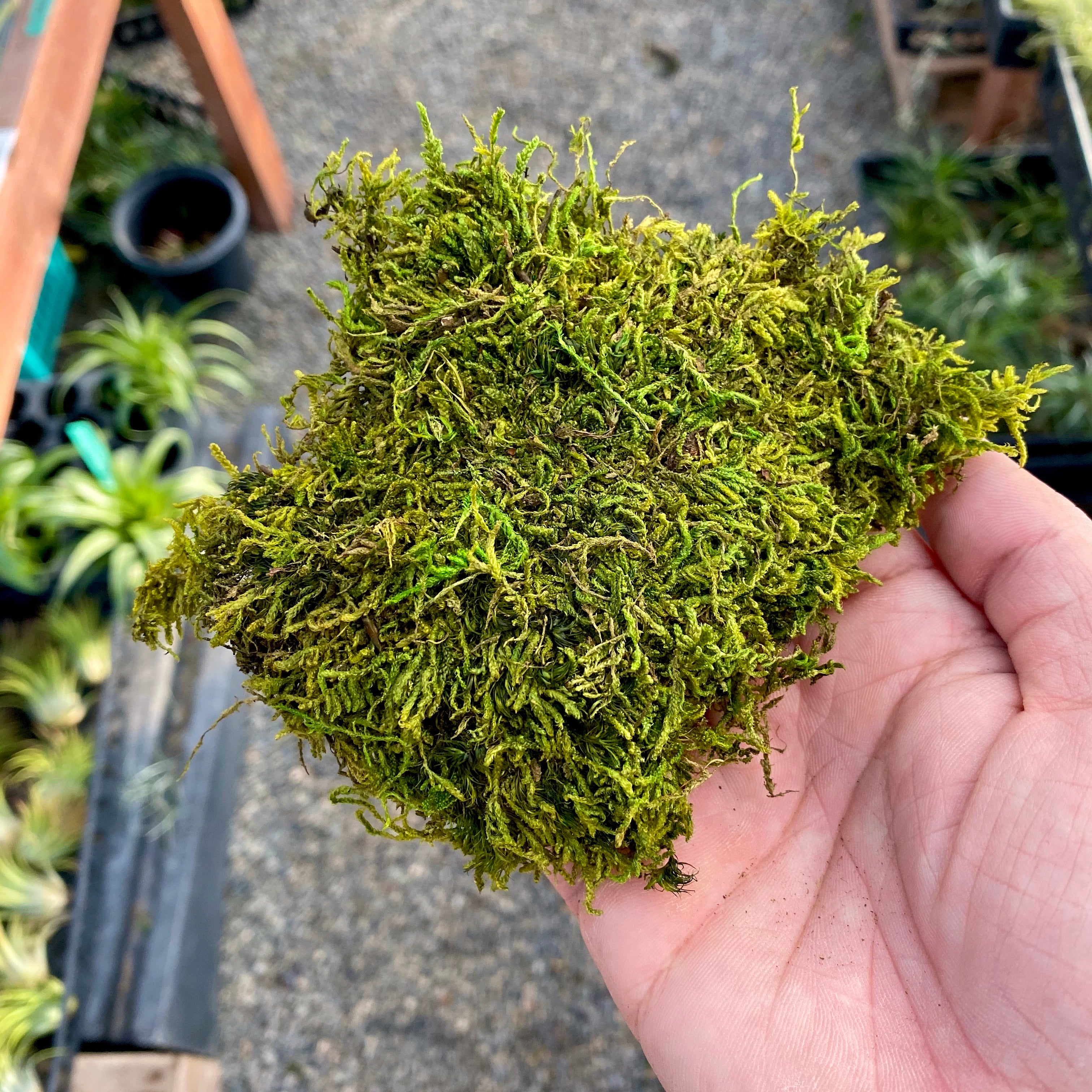 Sheets of moss - Sphagnum Shop