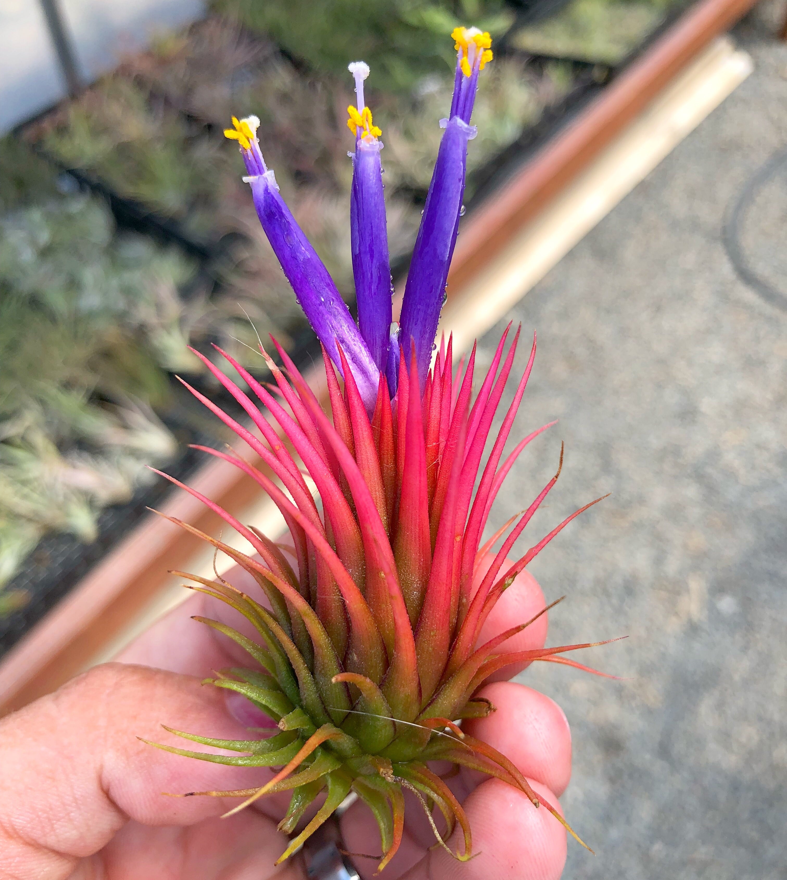 Tillandsia Ionantha Rosita Air Plant Red Maroon Color