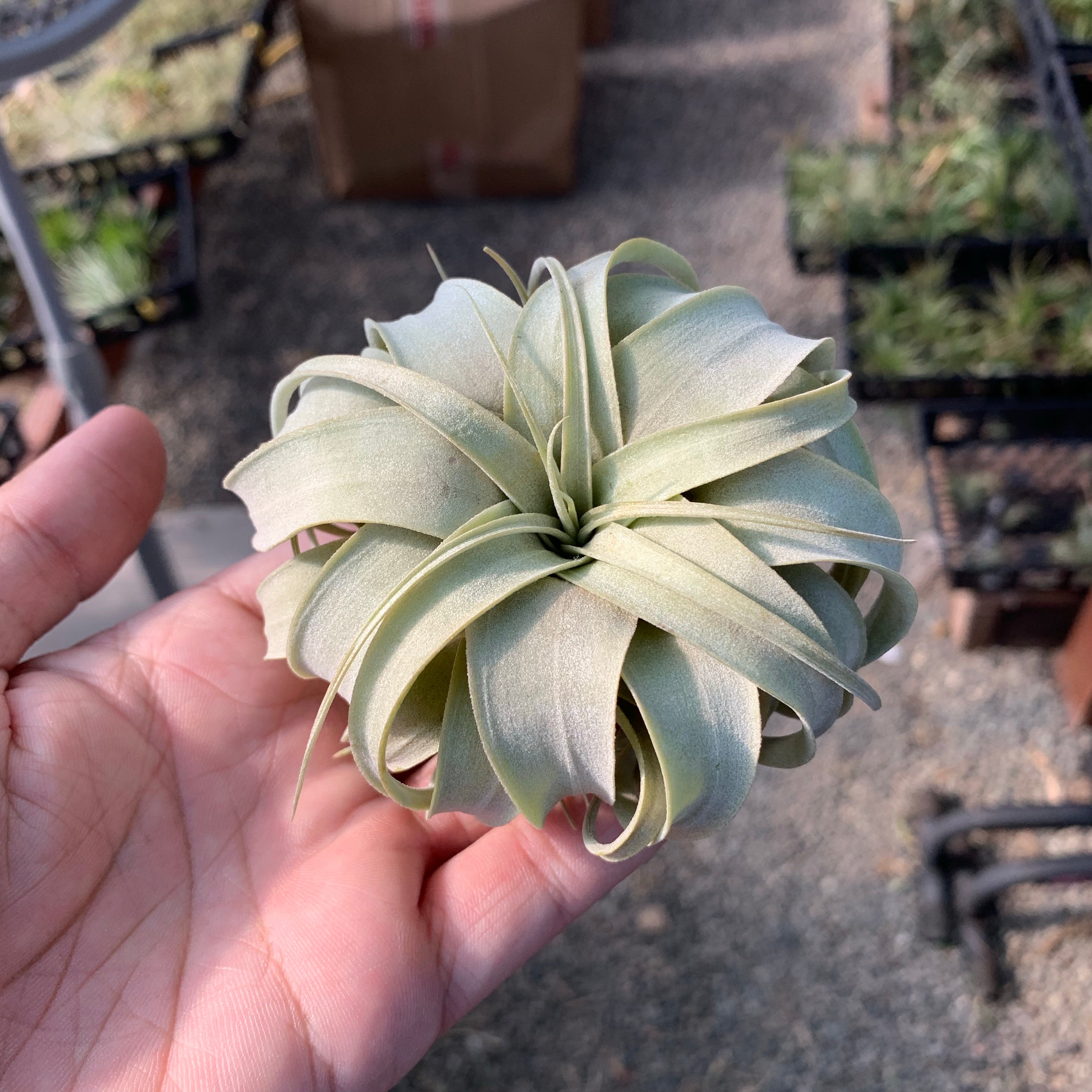 Wholesale Xerographica Small <br> (Minimum order 3)