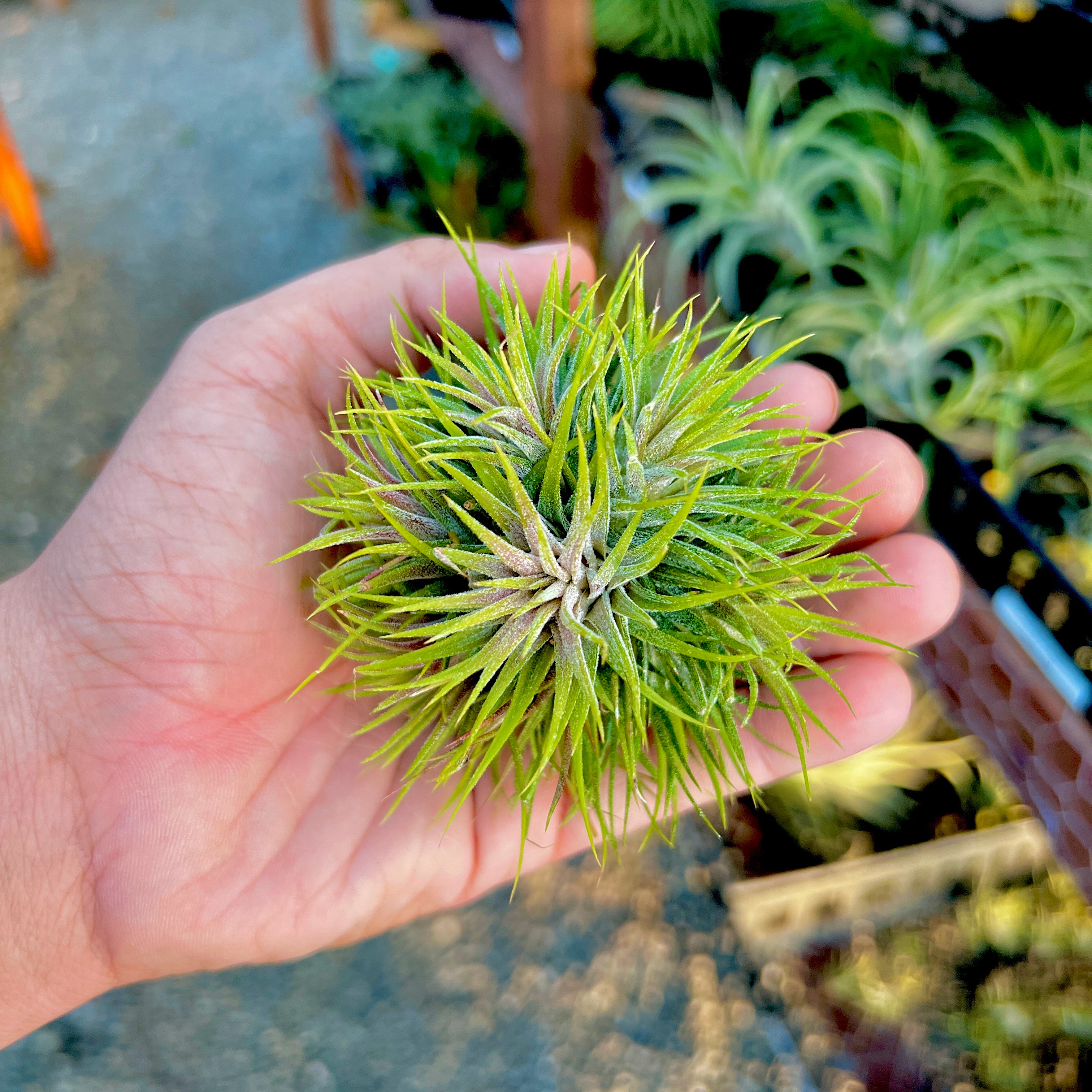 Ionantha ‘Star’ <br> (New Worldwide Release!)