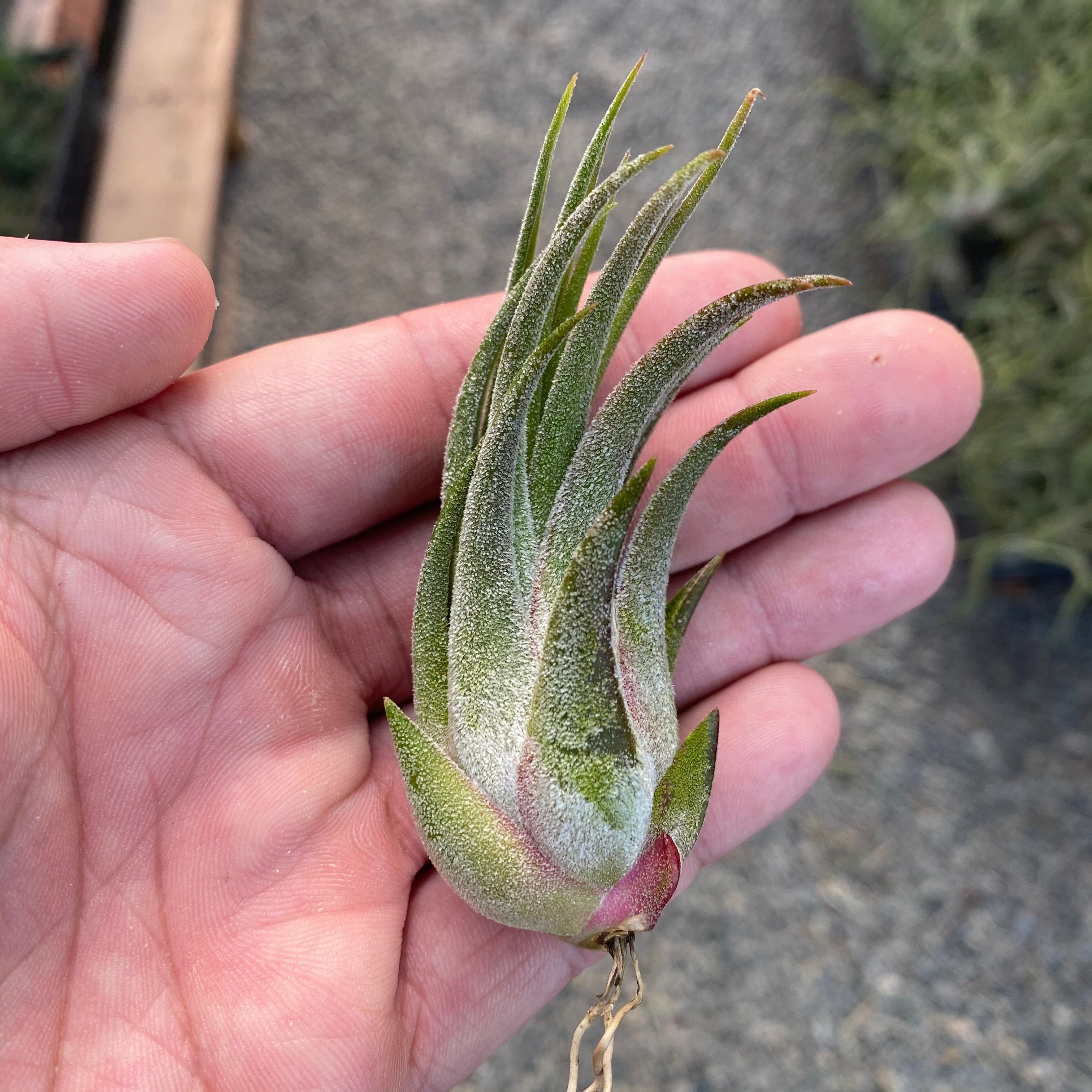 ‘Tina Parr’ (seleriana x ionantha)