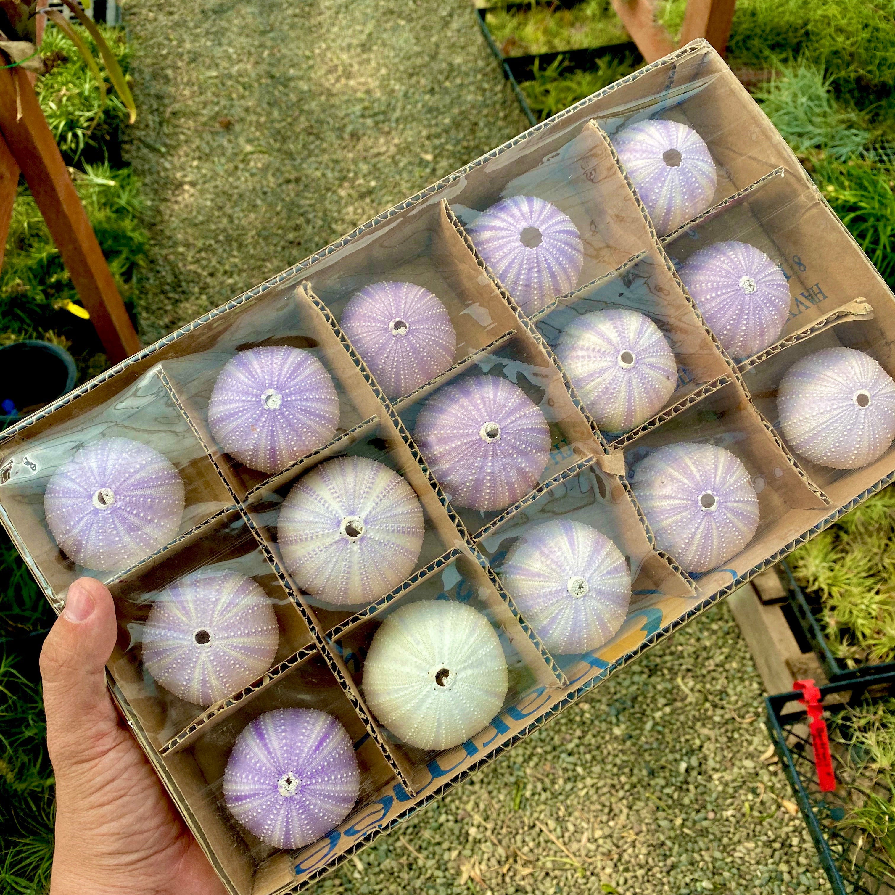 卸売紫/白ウニの殻(15 個パック - 1 つあたり 1.25 ドル) – Air Plant Hub
