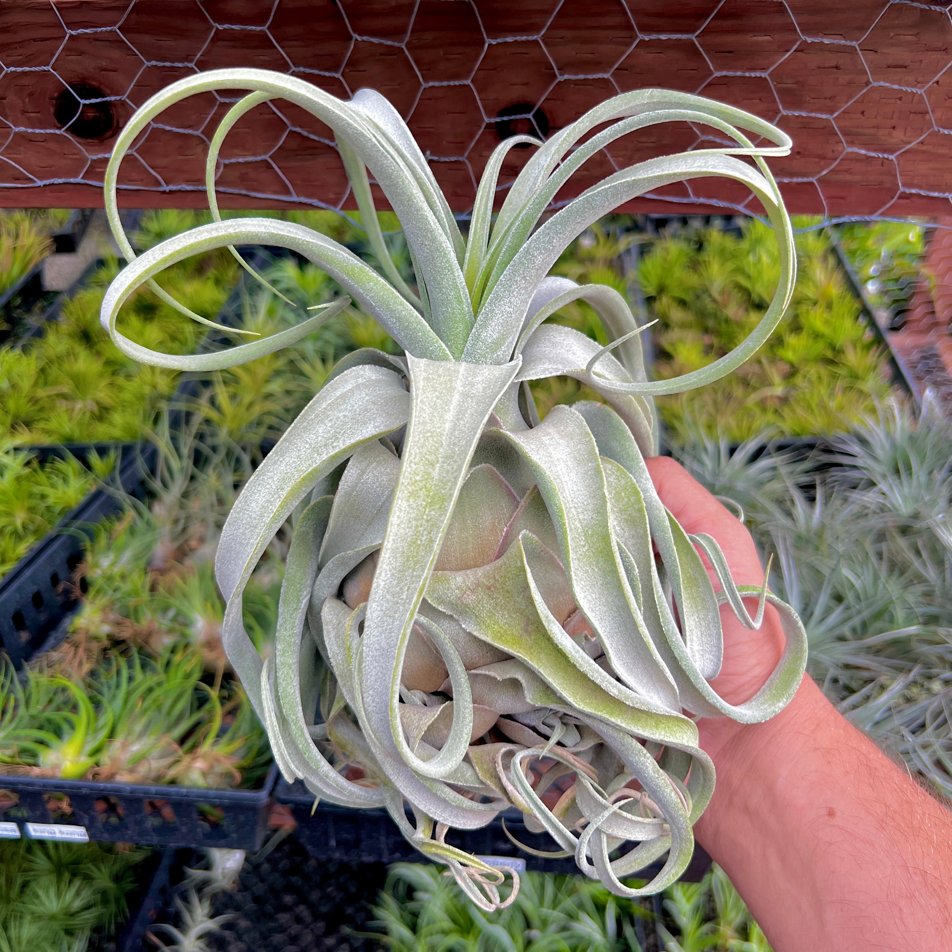 Lucille Air Plant Rare Tillandsia Large XL for sale Ehlersiana Hybrid