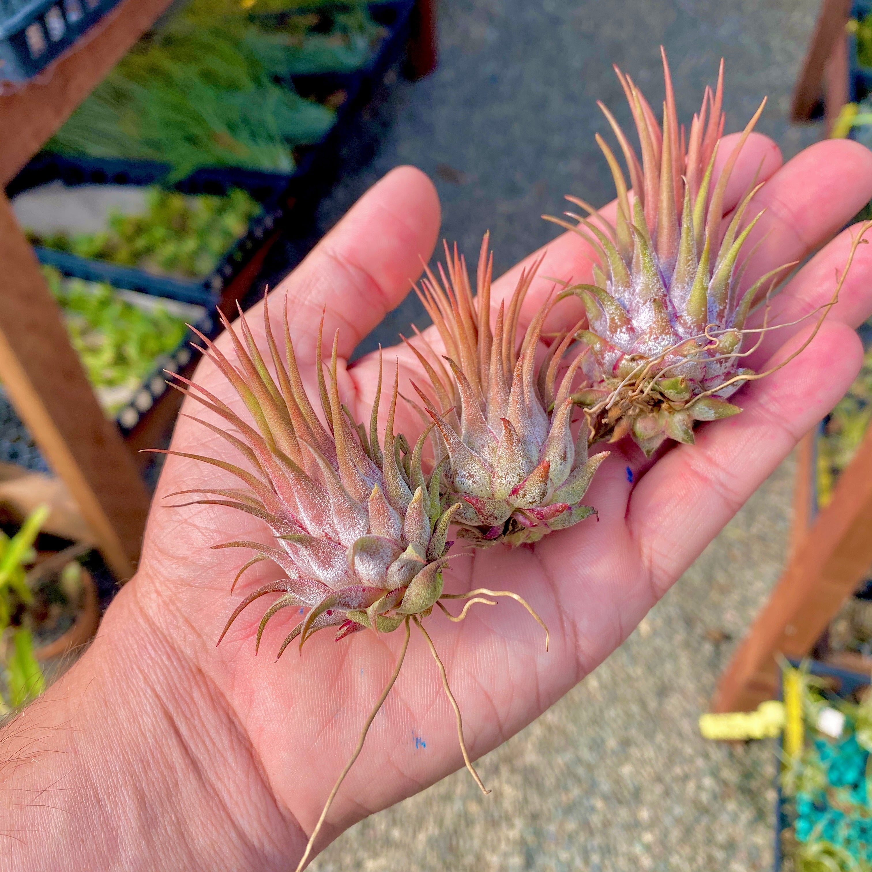 Tillandsia Ionantha Rosita Air Plant Red Maroon Color