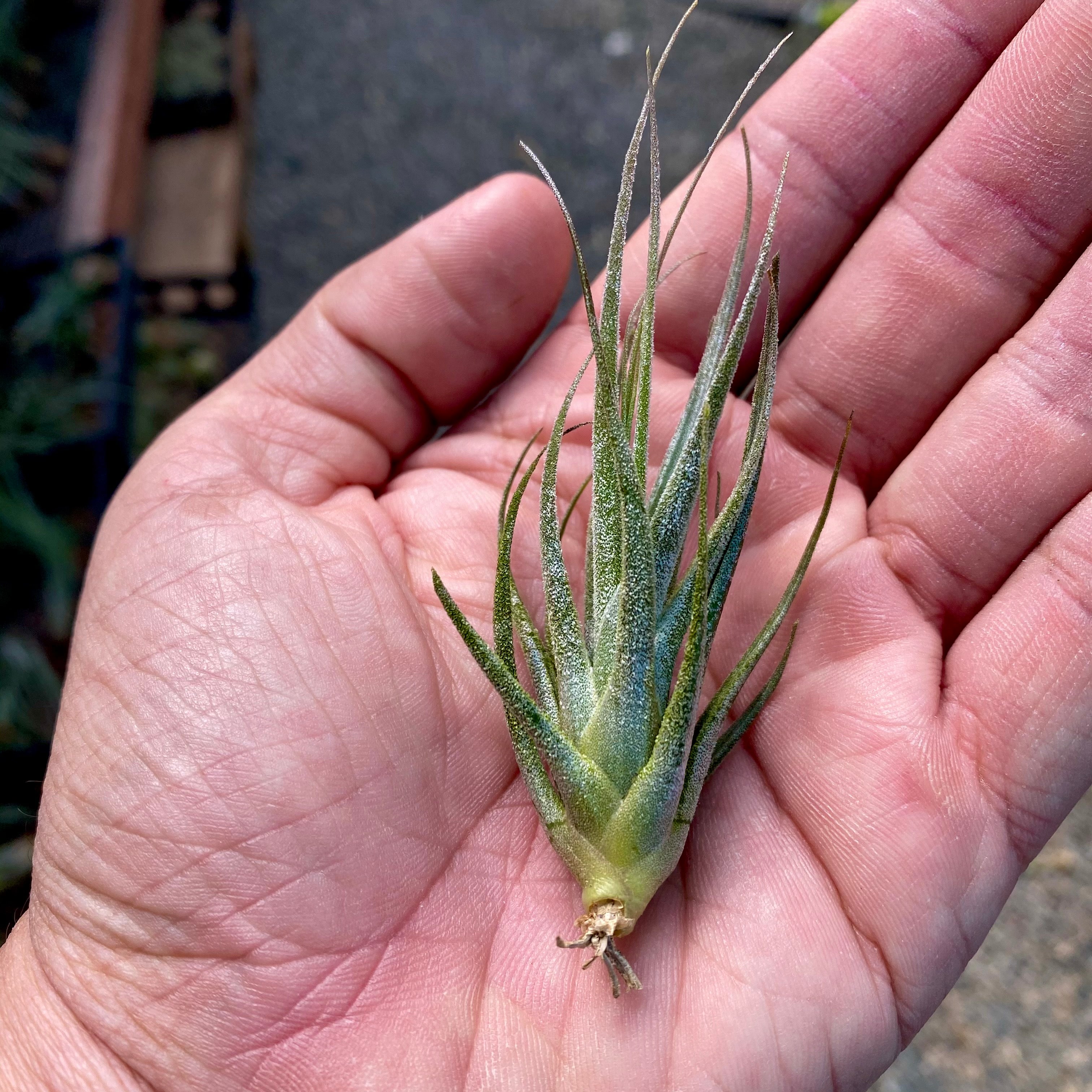 Ehlersiana TIllandsia Air Plant Rare Houseplant White Color