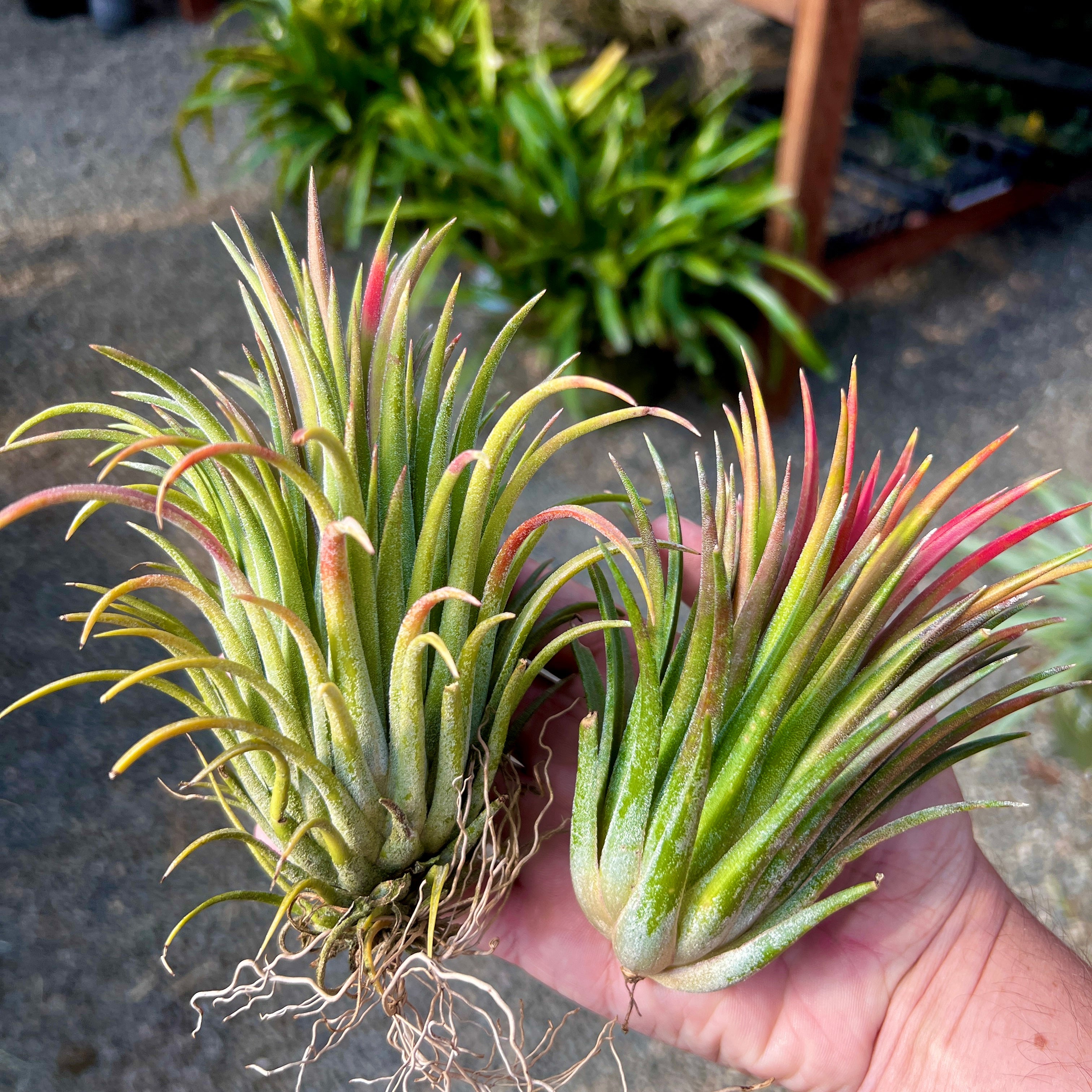 Ionantha Curly Giant XL Selections