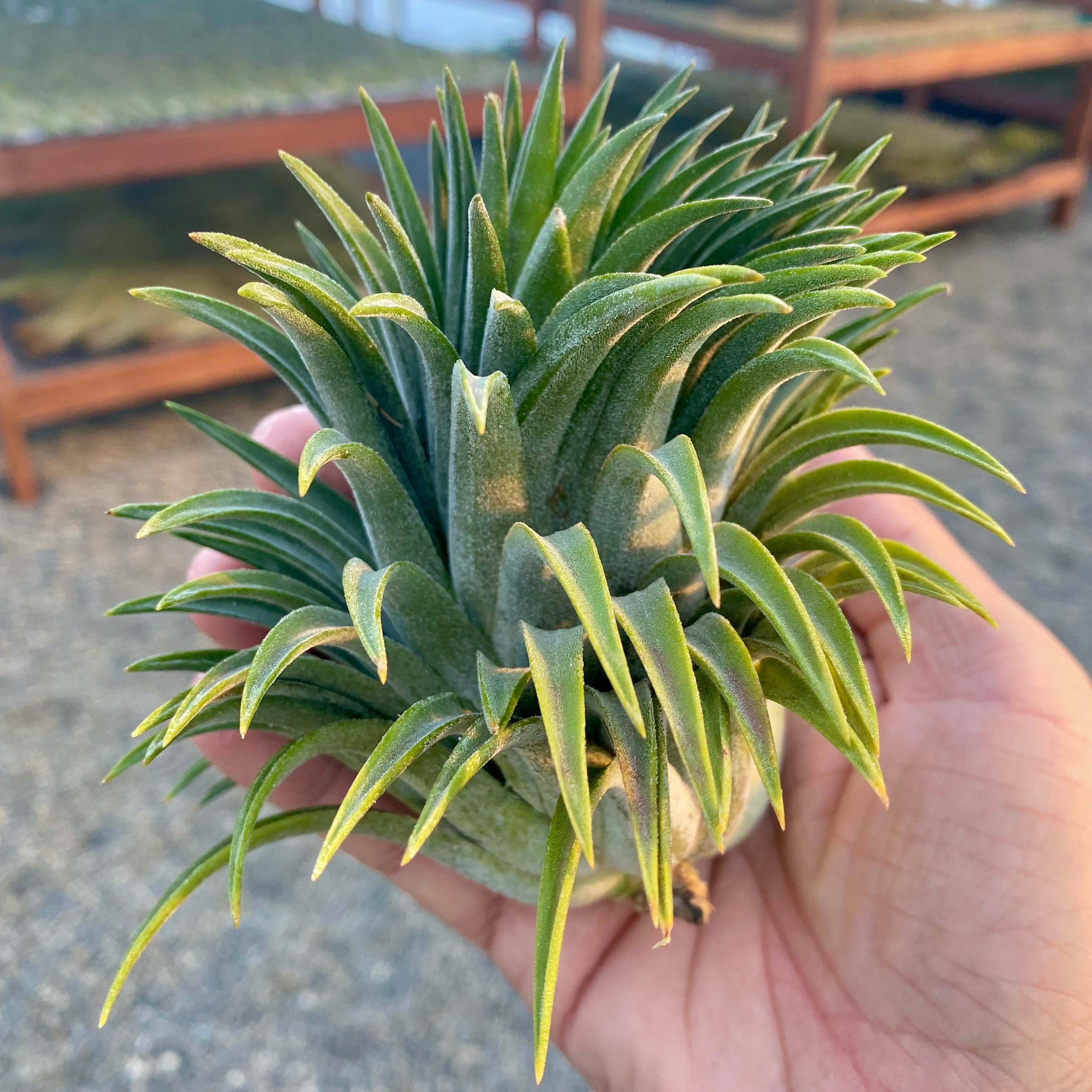 ionantha giant (No ID)