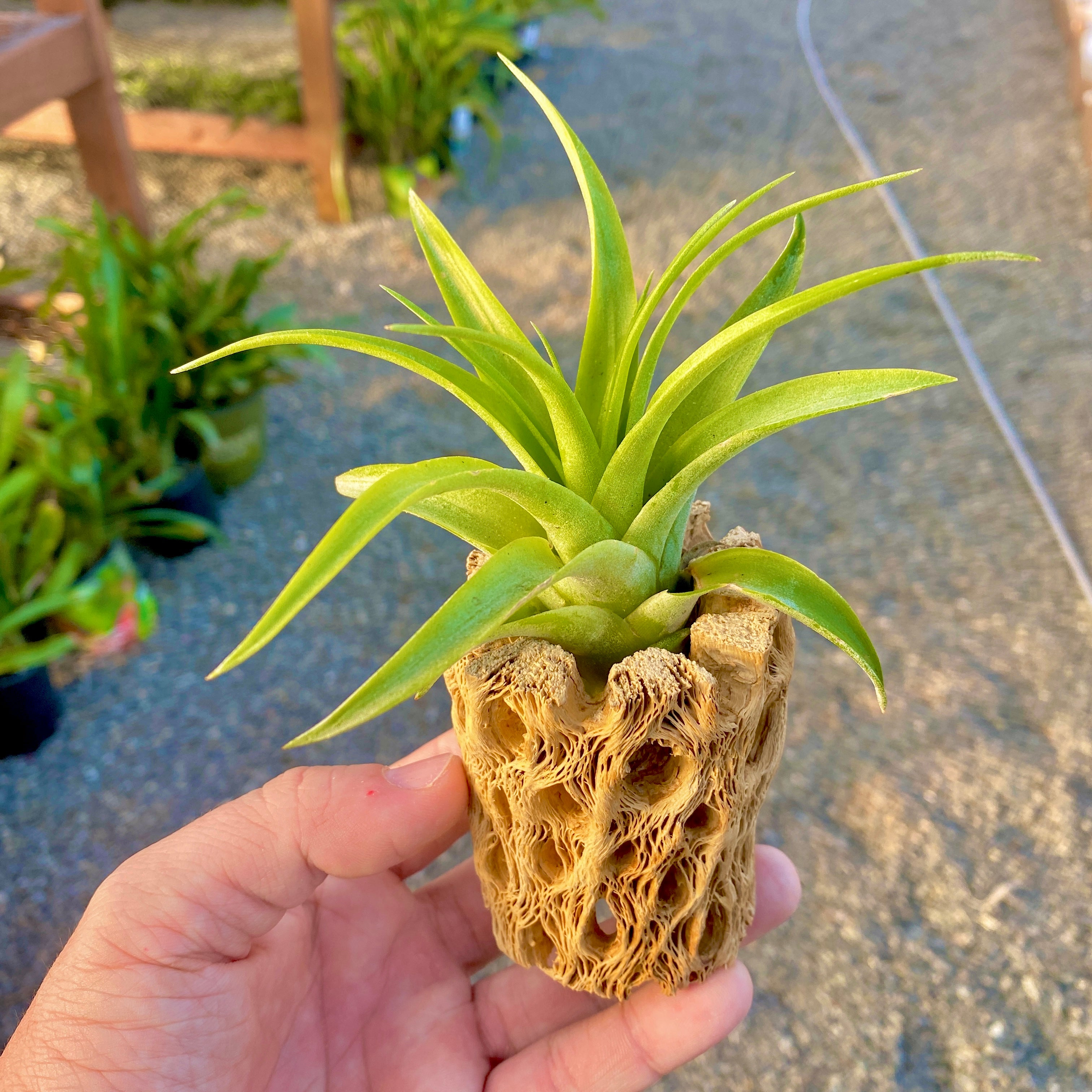 Sandblasted Cholla Wood <br> 4” Long (Wood Only)