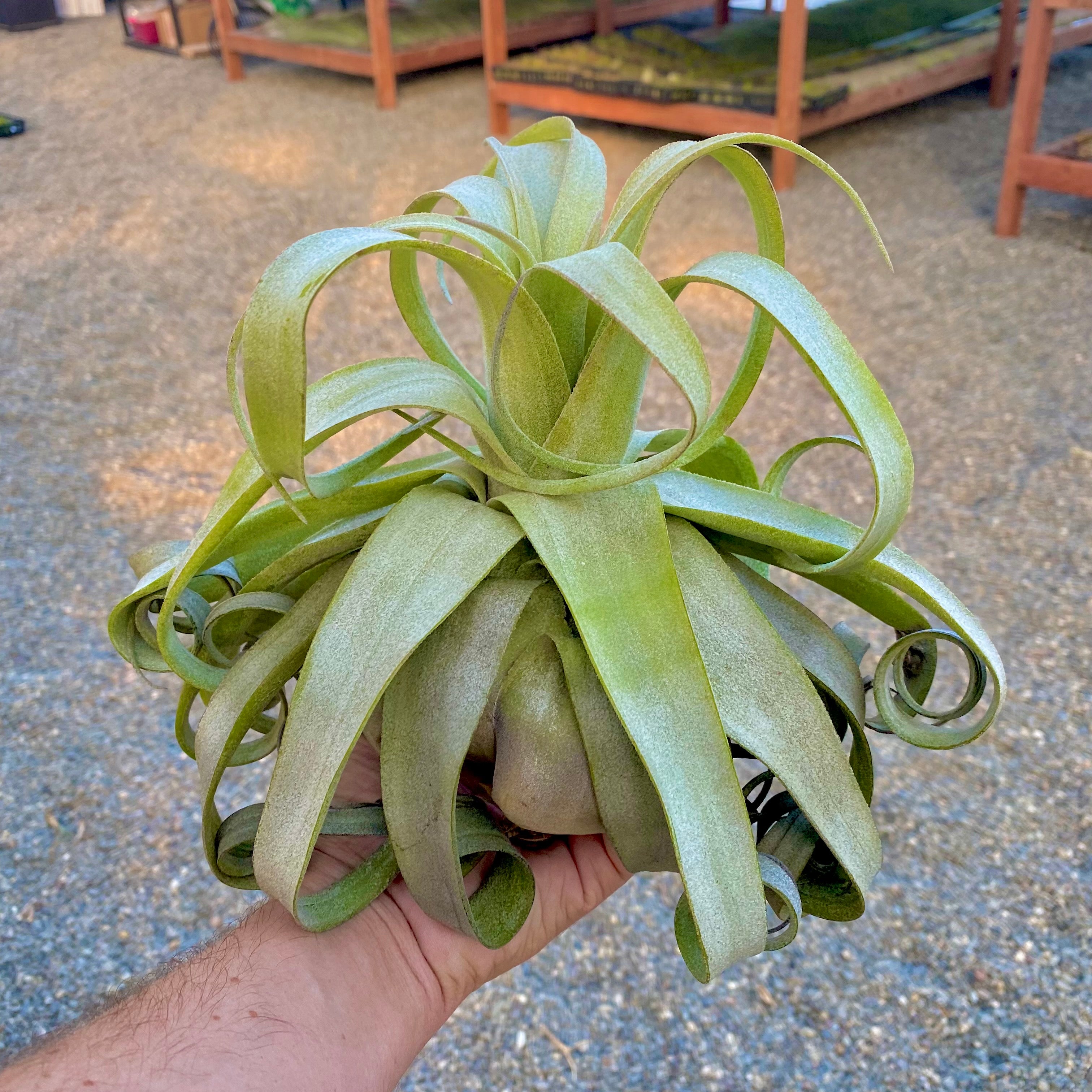 Streptophylla Giant