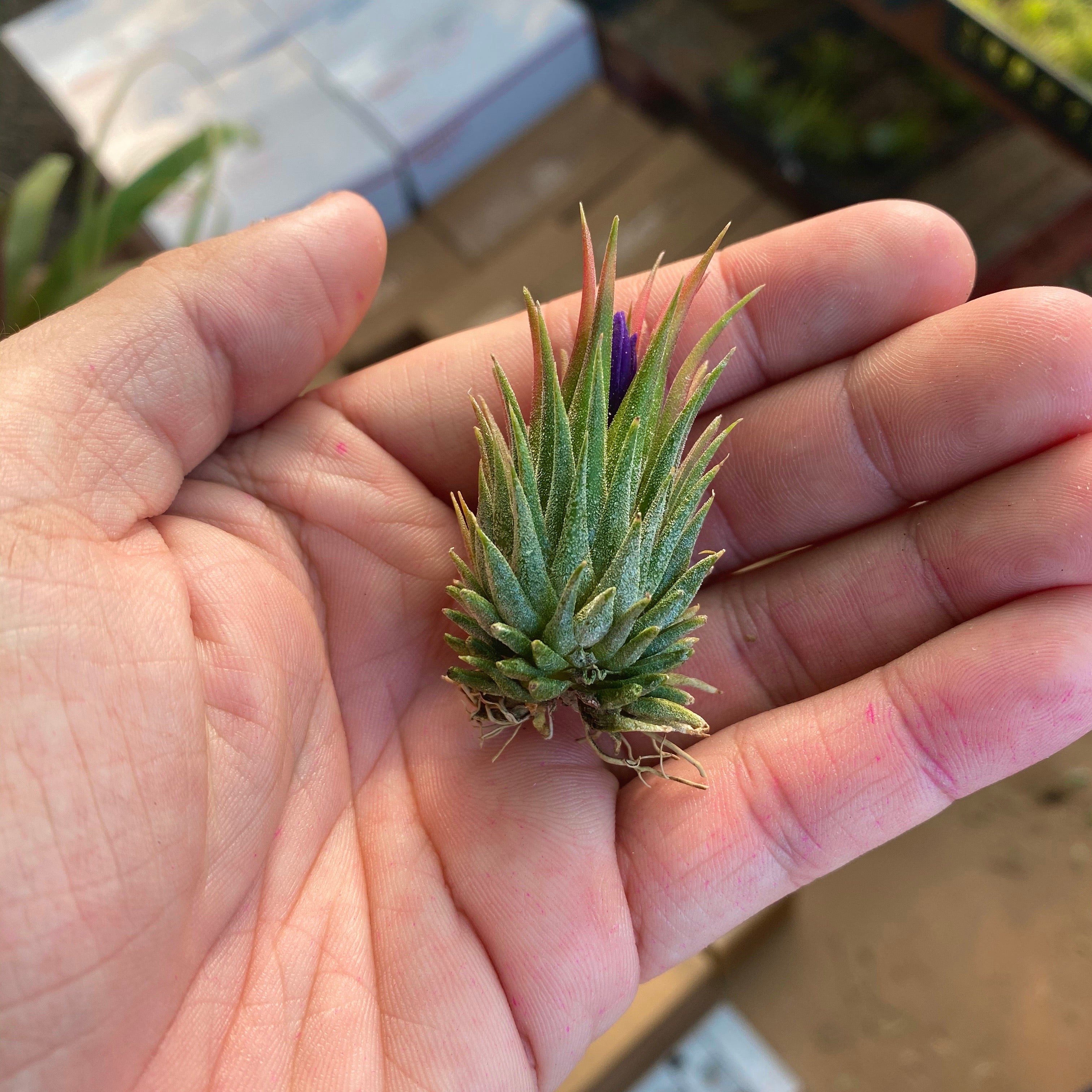 small air plants Ionantha Peanut (Mini Ionantha Form)